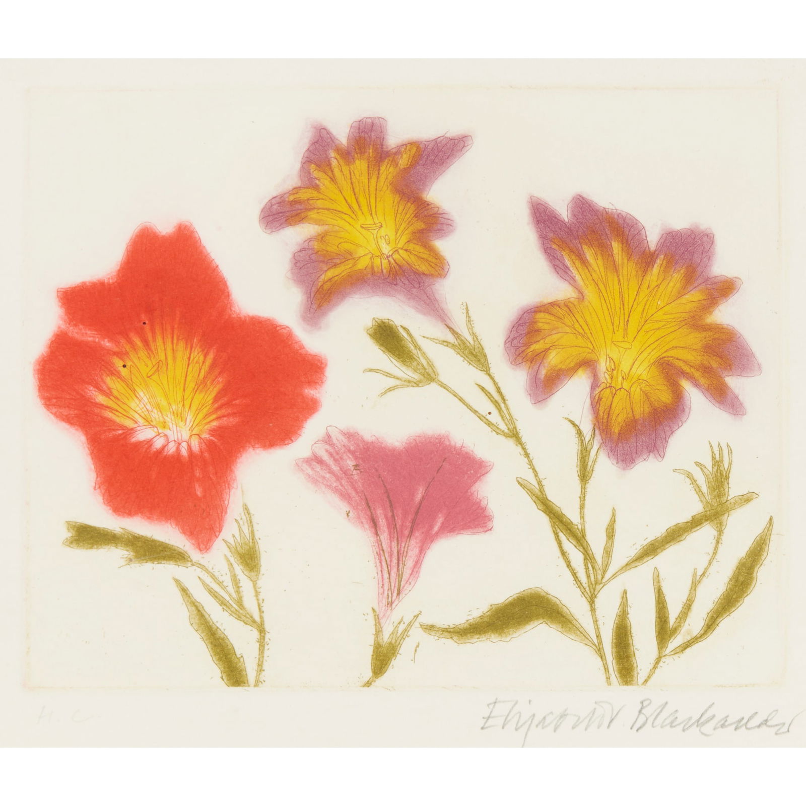 § DAME ELIZABETH BLACKADDER O.B.E., R.A., R.S.A., R.S.W., R.G.I., D.Litt (SCOTTISH 1931-2021): DAME ELIZABETH BLACKADDER O.B.E., R.A., R.S.A., R.S.W., R.G.I., D.Litt (SCOTTISH 1931-2021) SALPIGLOSSIS (ALLAN 74) - 1994 Etching and aquatint on Arches paper, H/C, aside from the edition 50, signed