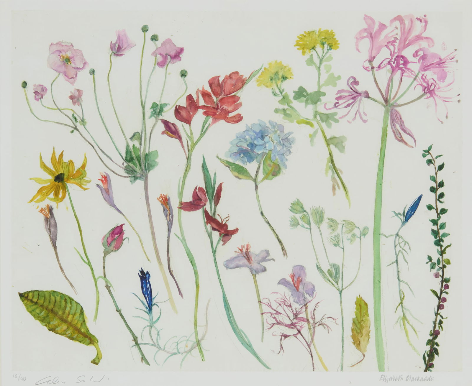 § DAME ELIZABETH BLACKADDER O.B.E., R.A., R.S.A., R.S.W., R.G.I., D.Litt (SCOTTISH 1931-2021) (1 of 3)