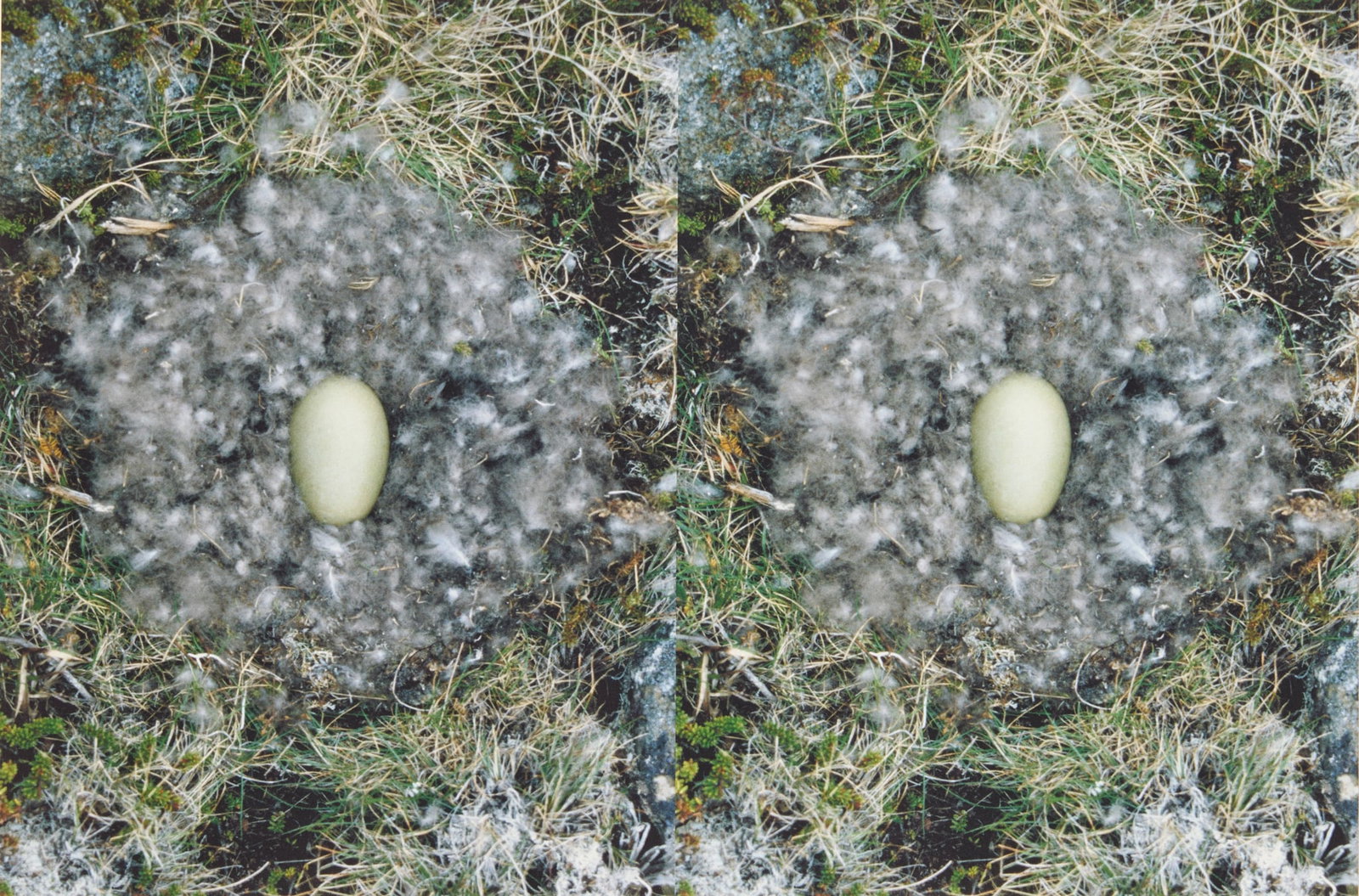 RONI HORN (AMERICAN 1955-) (1 of 3)