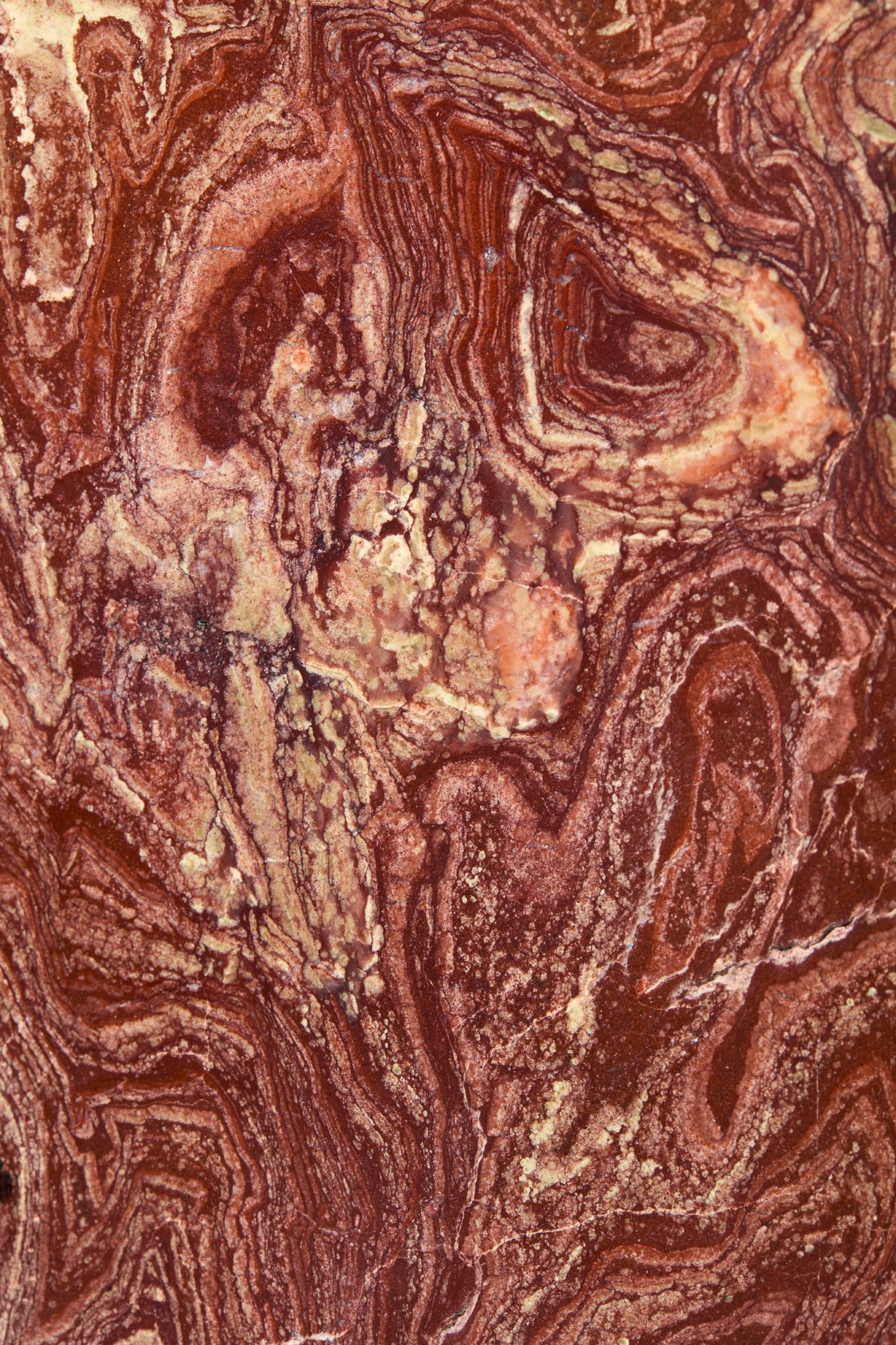STROMATOLITE SPECIMEN - 2