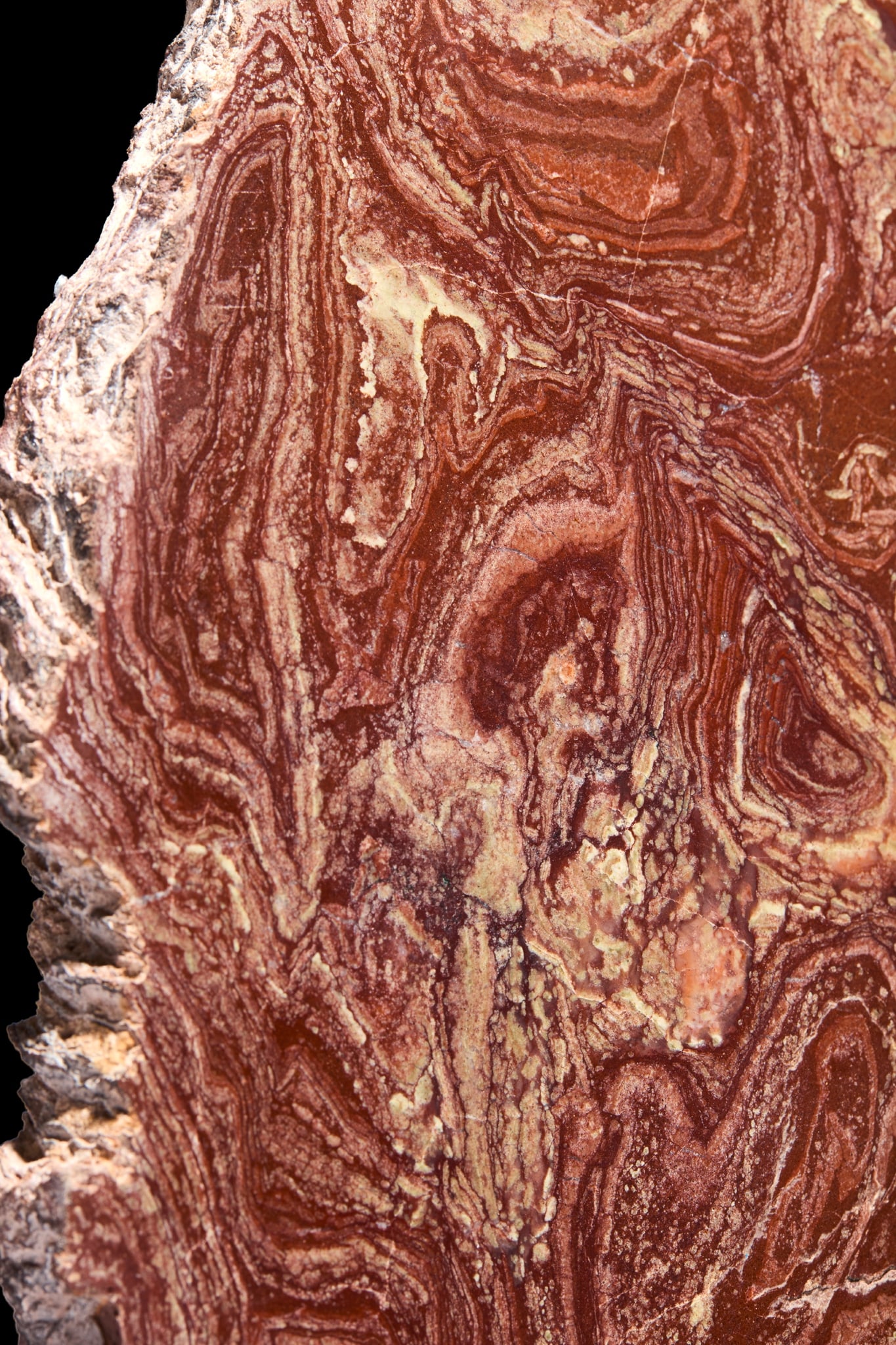 STROMATOLITE SPECIMEN - 4