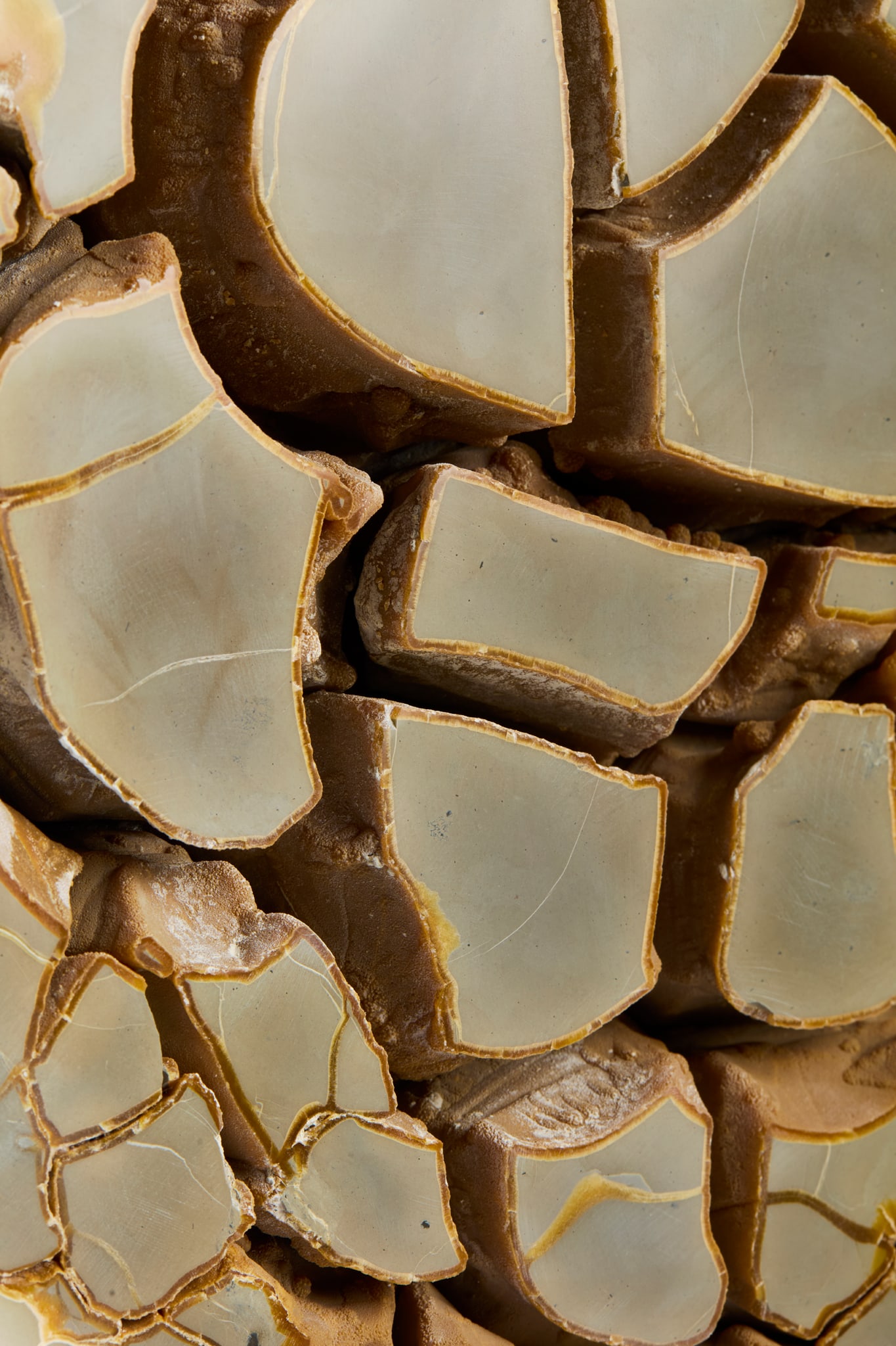 SEPTARIAN CONCRETION - 2