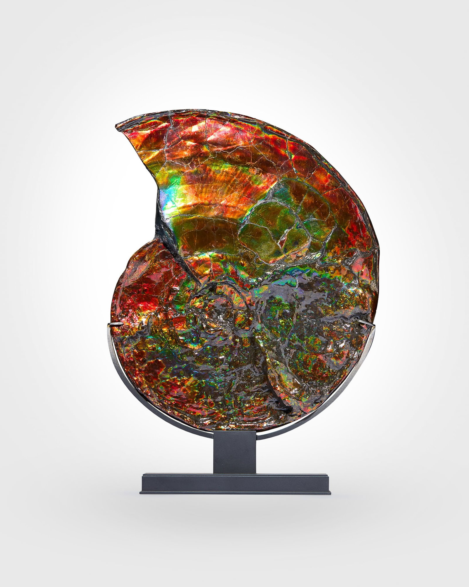 LARGE IRIDESCENT AMMOLITE SPECIMEN: LARGE IRIDESCENT AMMOLITE SPECIMEN BEARPAW FORMATION, CANADA, UPPER CRETACEOUS, 75 - 72 MILLION YEARS B.P. specimen of Placenticeras meeki showing iridescence of red, green, yellow and orange to both