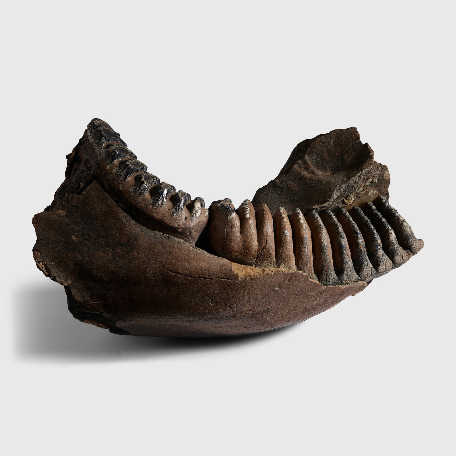 STEGODON JAW: STEGODON JAW EARLY PLEISTOCENE, SOUTHEAST ASIA, C. 2 - 1 MILLION YEARS B.P. a fine specimen displaying a deep black patination, a 1 -2 million-year-old member of the Elephantidae subfamily, Stegodon i