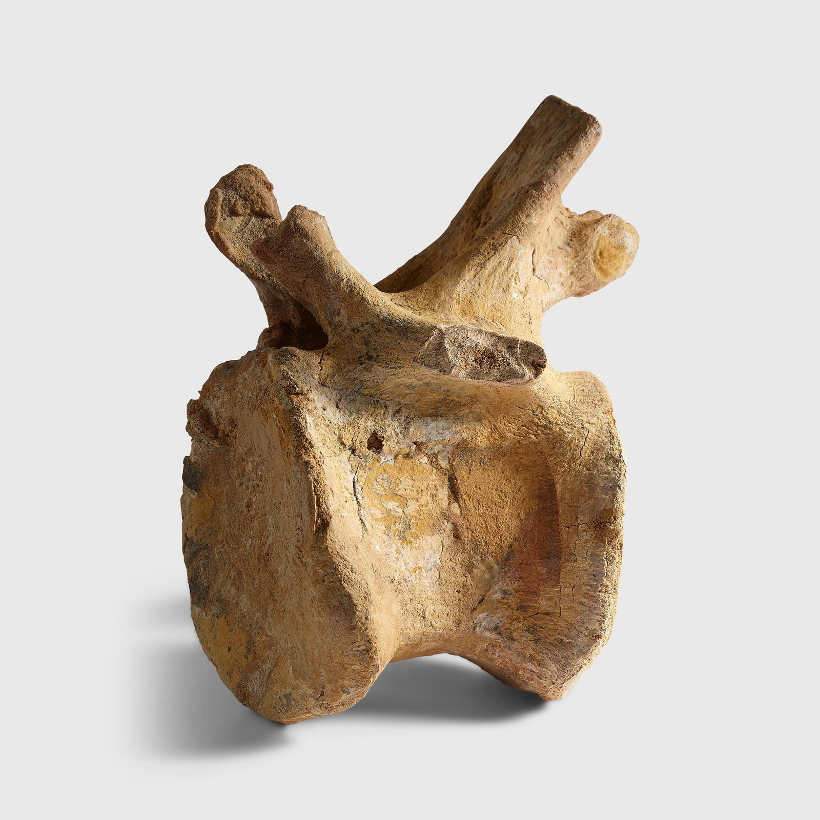 DINOSAUR VERTIBRAE, SPINOSAURUS AEGYPTIACUS: DINOSAUR VERTIBRAE, SPINOSAURUS AEGYPTIACUS TEGANA FORMATION, CRETACEOUS PERIOD, KEM KEM BASIN, MOROCCO, 96 - 93 MILLION YEARS B.P. a large vertebrae from the enormous Cretaceous therapod,
