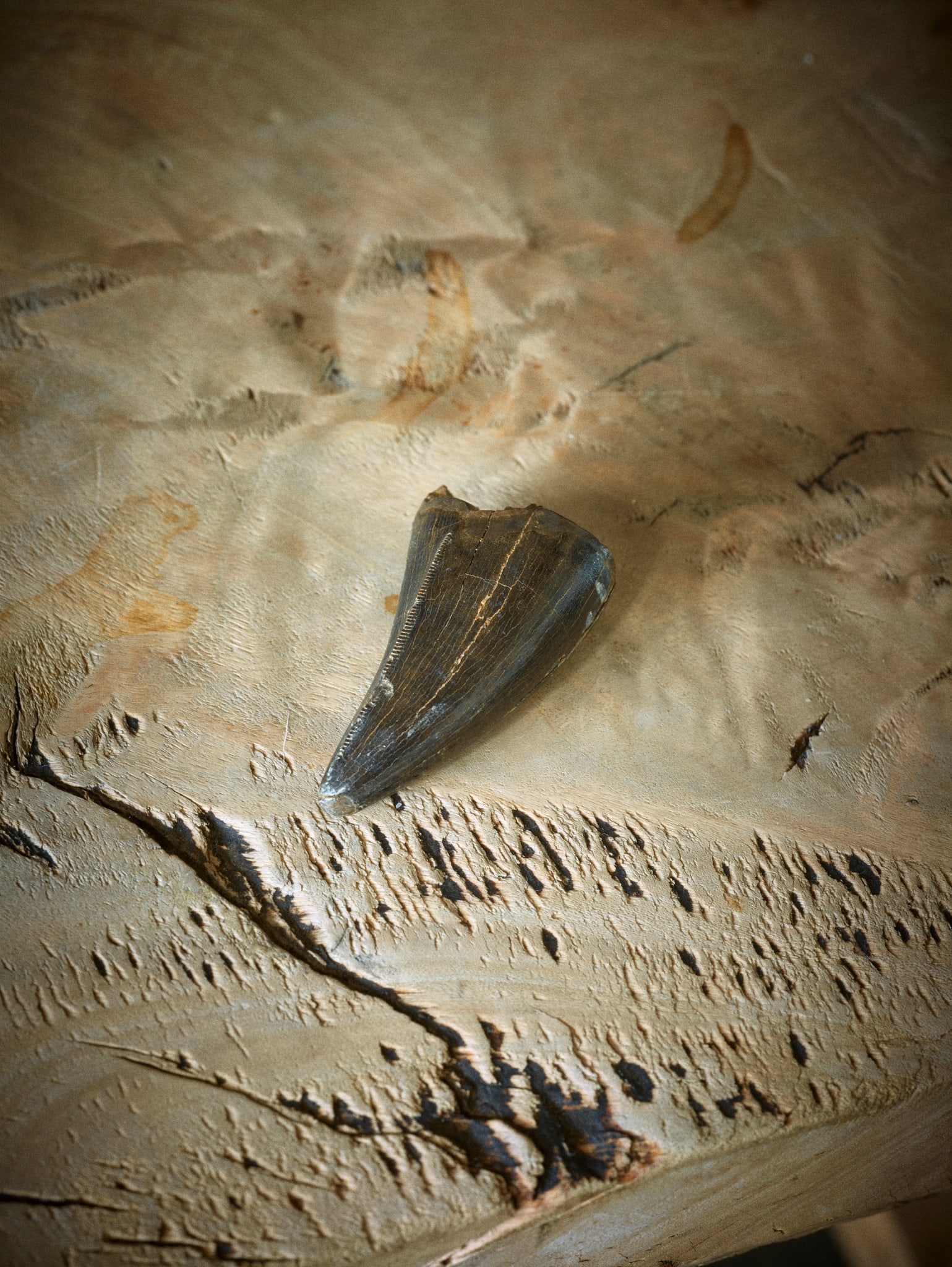 THE TOOTH OF A TYRANNOSAURUS-REX: THE TOOTH OF A TYRANNOSAURUS-REX HELL CREEK FORMATION, DAWSON COUNTY, MONTANA, LATE CRETACEOUS, C. 67?66 MILLION B.P. a well-preserved tooth of a Tyrannosaurus rex, with fine serration, Hell Creek