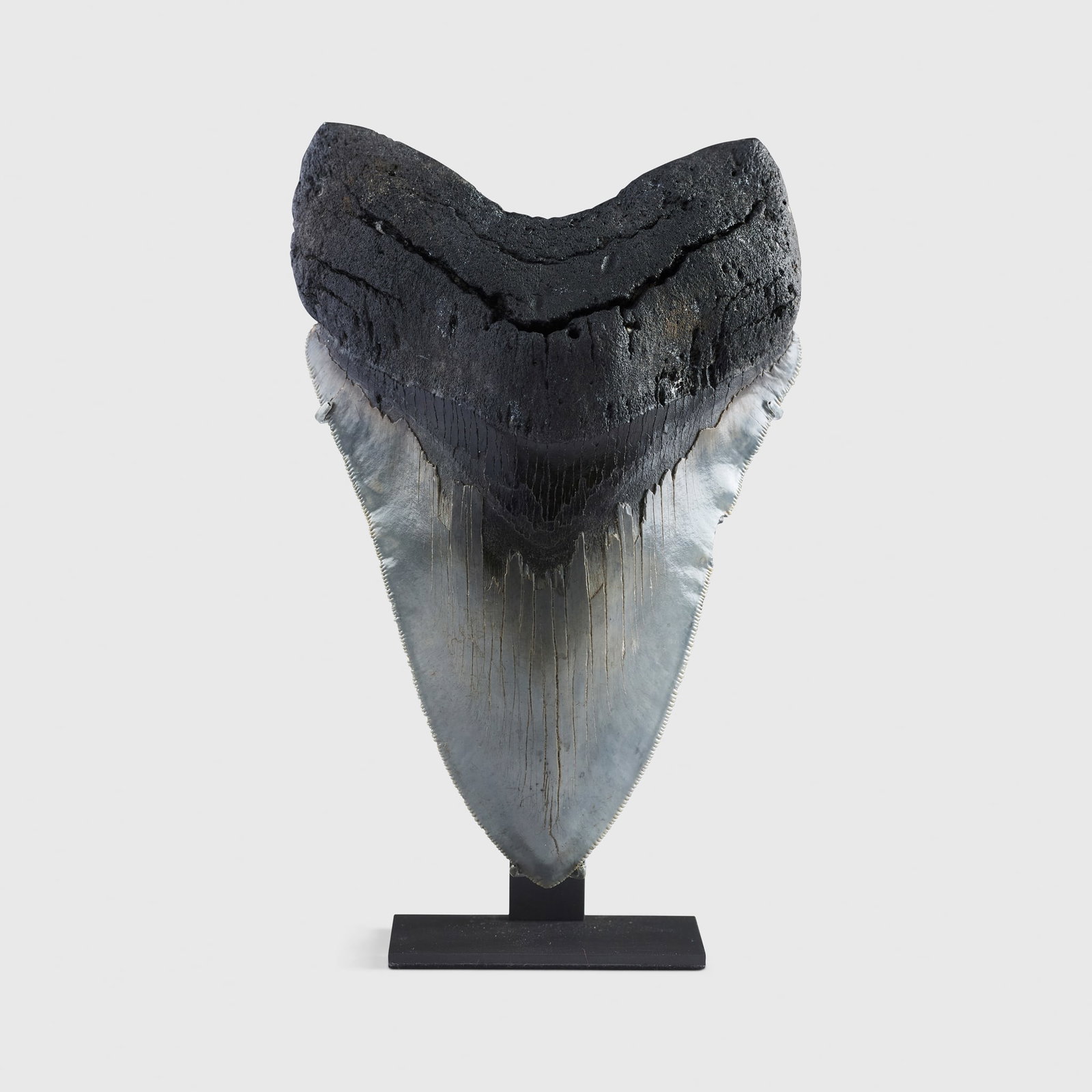 LARGE MEGALODON TOOTH: LARGE MEGALODON TOOTH SOUTH CAROLINA, MIOCENE PERIOD, 10 - 15 MILLION YEARS B.P. a fine Otodus megalodon tooth, gradated grey-black in colour, with fine serrations, displaying a distinctive ?wave? gro