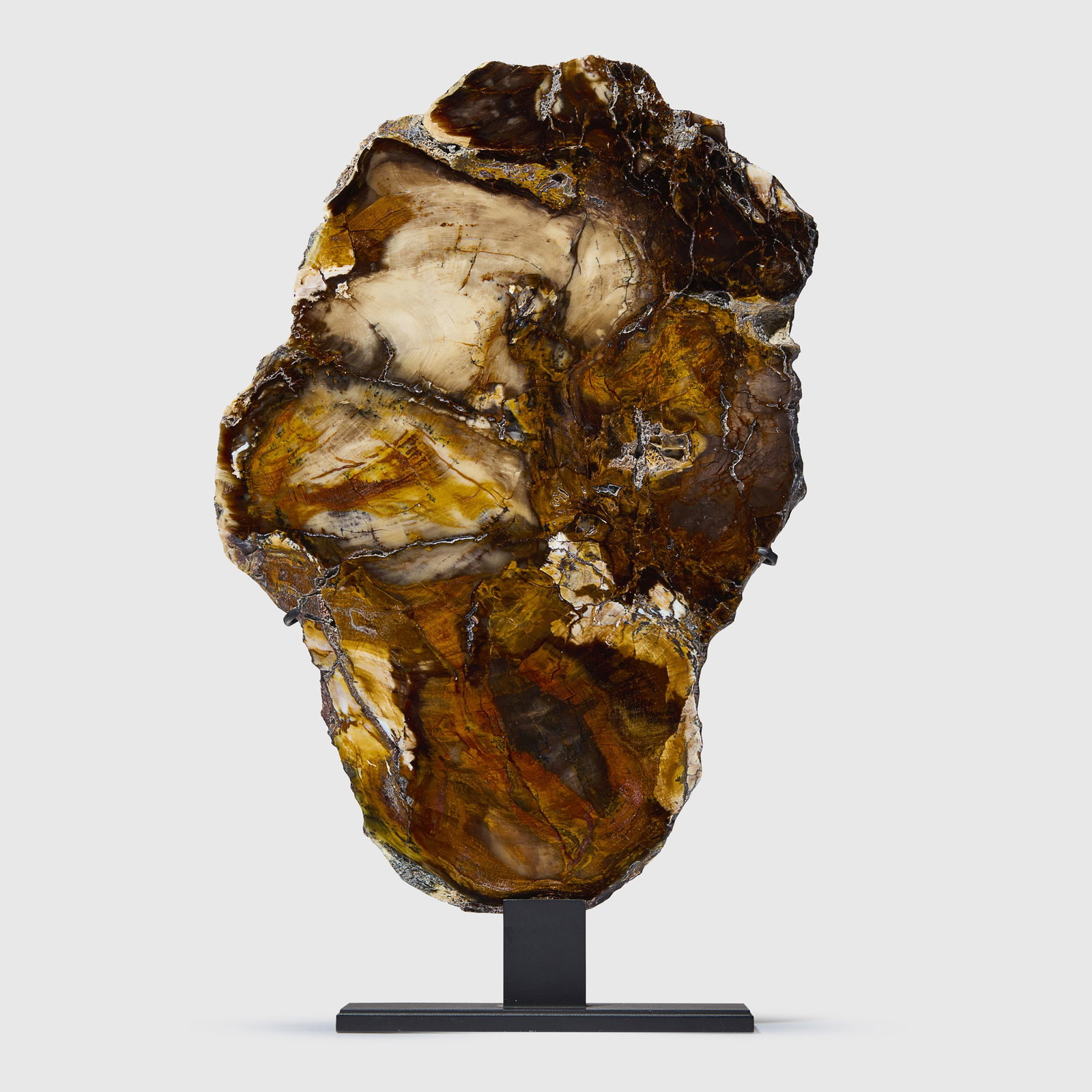 PETRIFIED WOOD SLICE: PETRIFIED WOOD SLICE NEVADA, TRIASSIC PERIOD, C. 230 - 200 MILLION YEARS B.P. this well-preserved, cross section of fossilized conifer features distinct caramel and charcoal hues, the bark texture