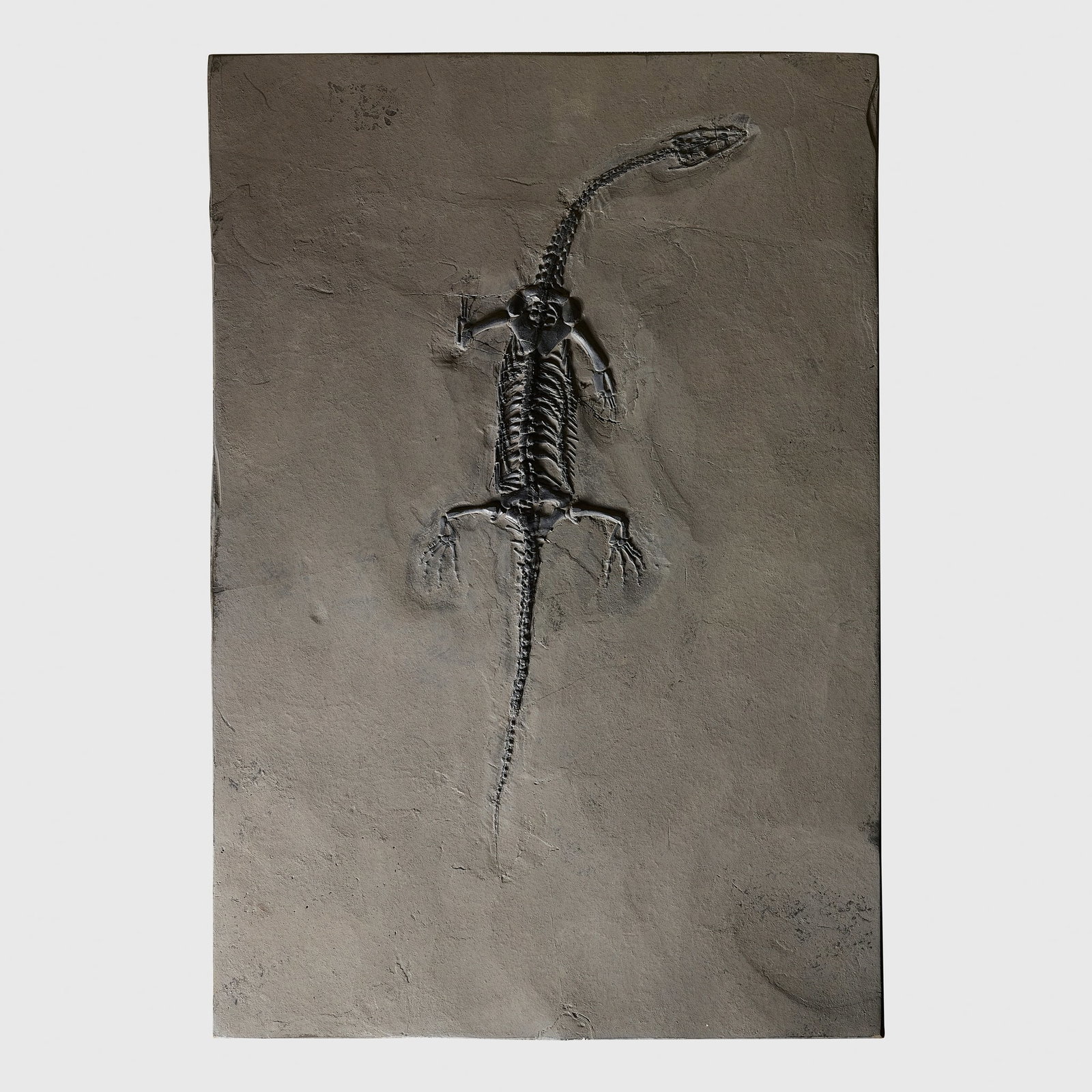 KEICHOUSAURUS HUI SPECIMEN: KEICHOUSAURUS HUI SPECIMEN XINGYI, GUIZHOU PROVINCE, CHINA, TRIASSIC PERIOD, 240 MILLION YEARS B.P. a finely preserved Keichousaurus hui specimen, set within a slate matrix specimen 19.8cm long, 