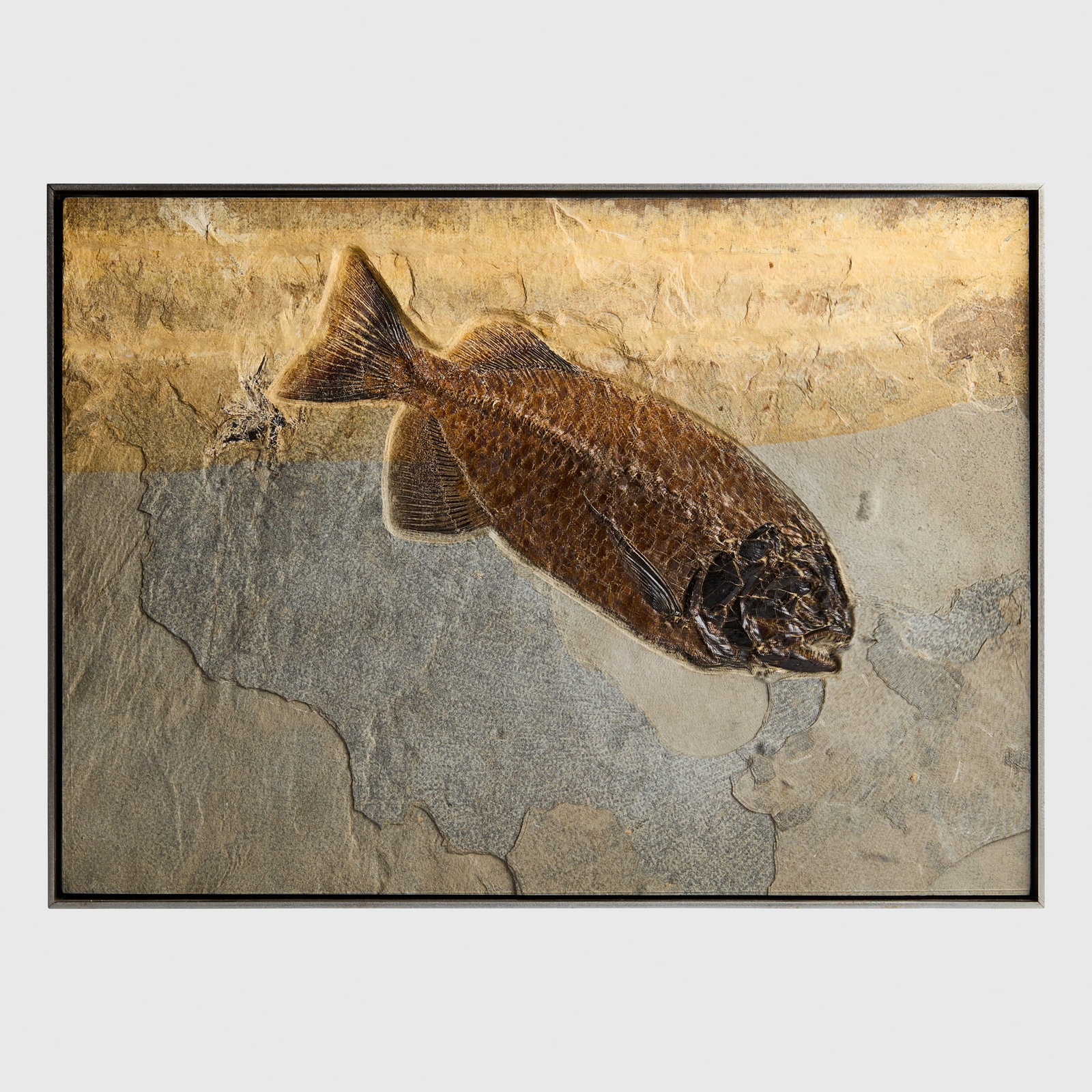 LARGE FOSSIL FISH SPECIMEN (1 of 5)