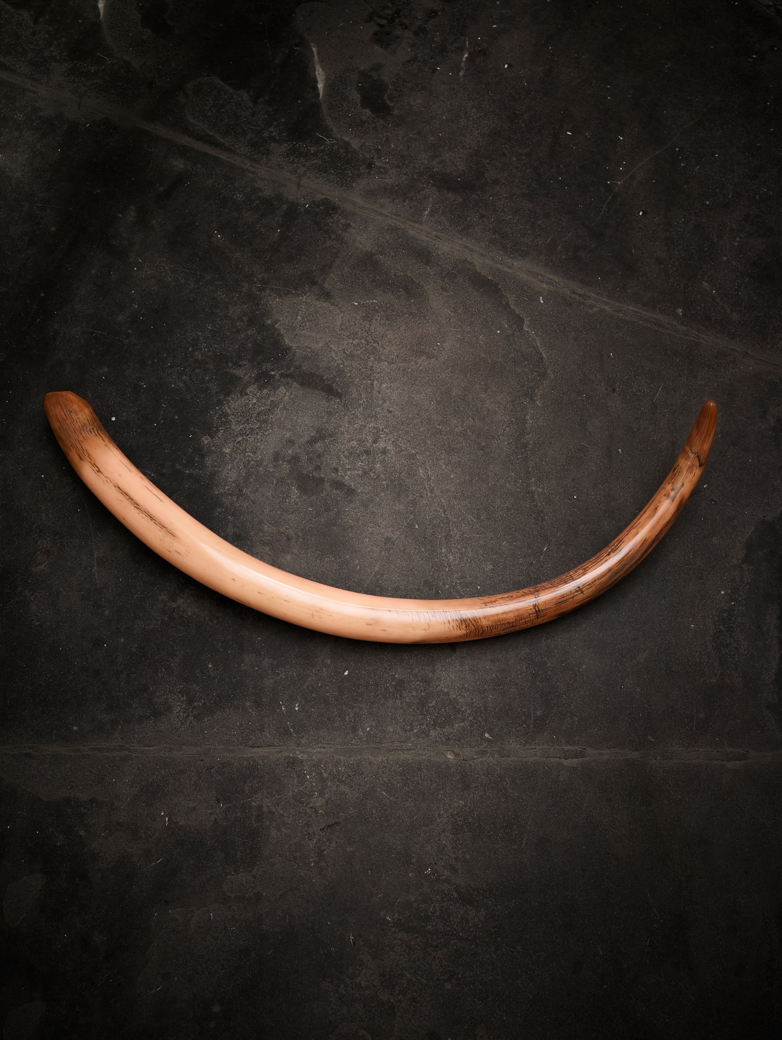 LARGE WOOLLY MAMMOTH TUSK, MAMMUTHUS PRIMIGENIUS: LARGE WOOLLY MAMMOTH TUSK, MAMMUTHUS PRIMIGENIUS SIBERIA, PLEISTOCENE C. 80,000 - 10,000 YEARS B.P. a large and fine mammoth tusk, with a classical tapering outline and powerful curvature, polished 13