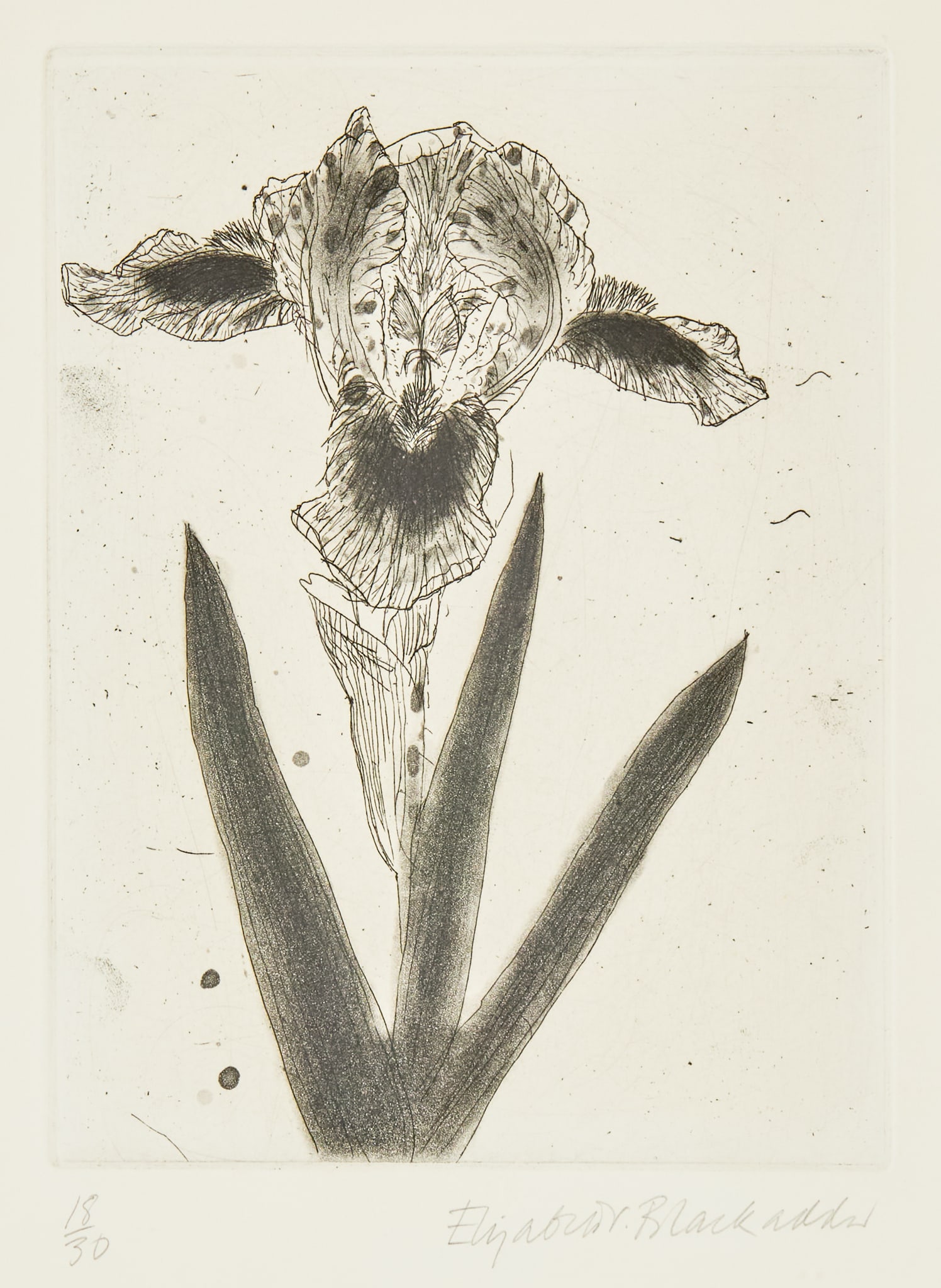 § ELIZABETH BLACKADDER (BRITISH 1931-2021) (1 of 3)