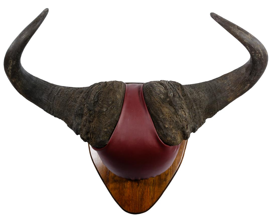 Cape Buffalo Mounted Horns (1 of 3)