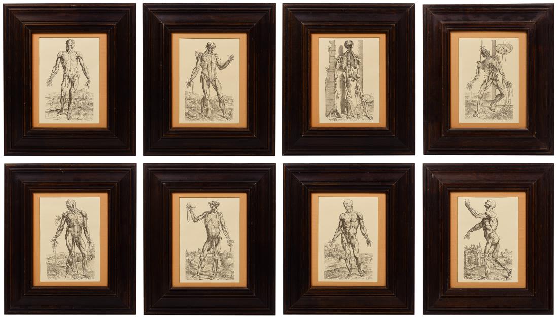 Anatomy Etching Assortment: Anatomy Etching Assortment Set of eight prints reproduced from the 1543 book 'De Humani Corporis Fabrica' by Andreas Vesalius; depicting the human anatomy in a series of images showing successively un