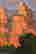 item-120755475=3