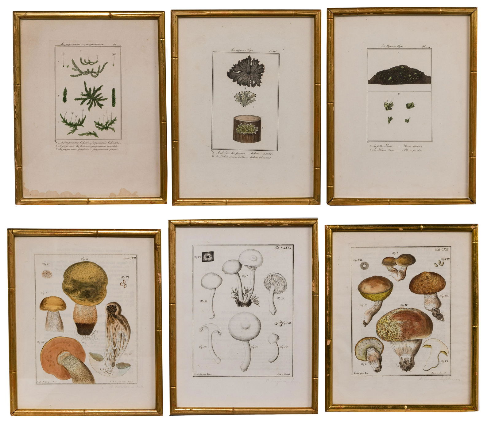 Botanical and Mushroom Etching Assortment (1 of 7)