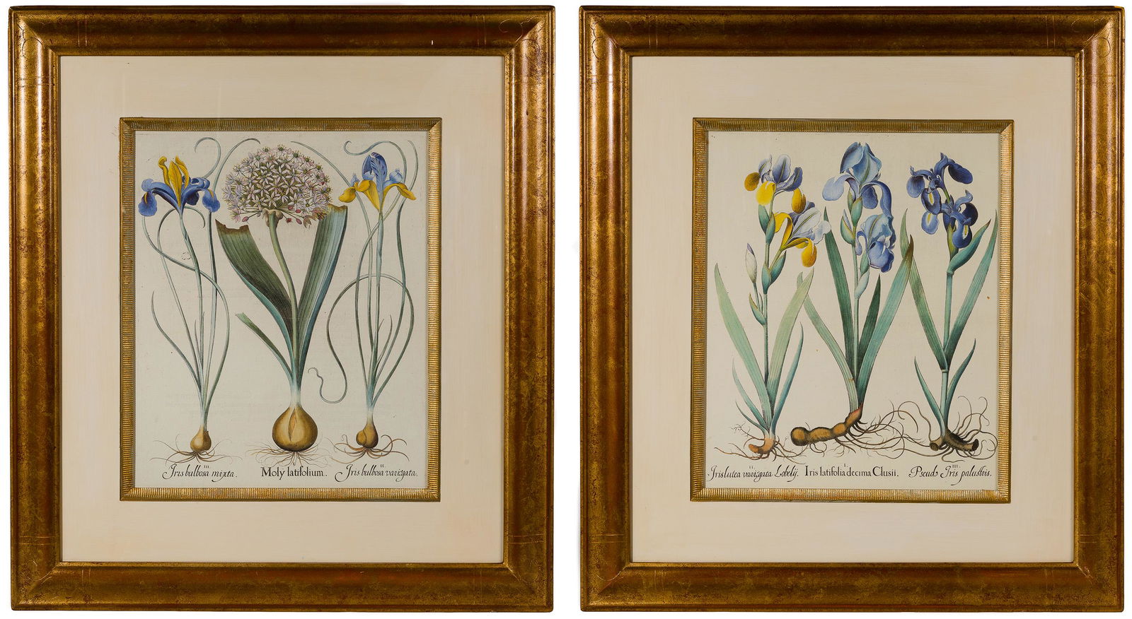 Botanical Offset Lithographs (1 of 2)