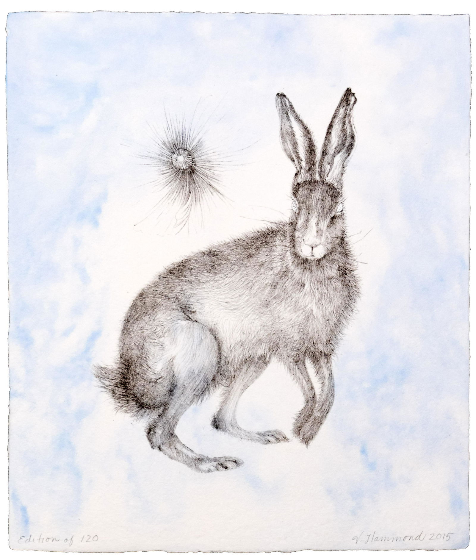 Valerie Hammond (American, b.1952) 'Hare' Lithograph (1 of 3)