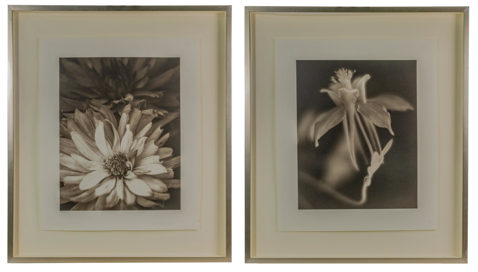 Rod Cook (American, b.1947) Photographs: Rod Cook (American, b.1947) Photographs (2) floral close ups, each pencil signed and dated lower right and series number lower left, including 2001, #8/25 and 2005, #3/25, both floated behind matte-fi