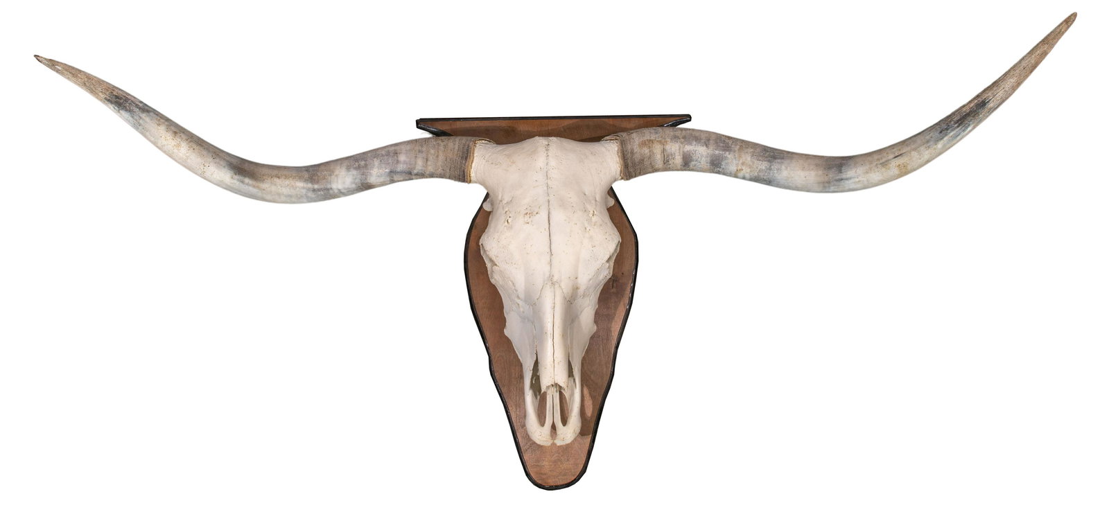 Longhorn Wall Mount (1 of 1)