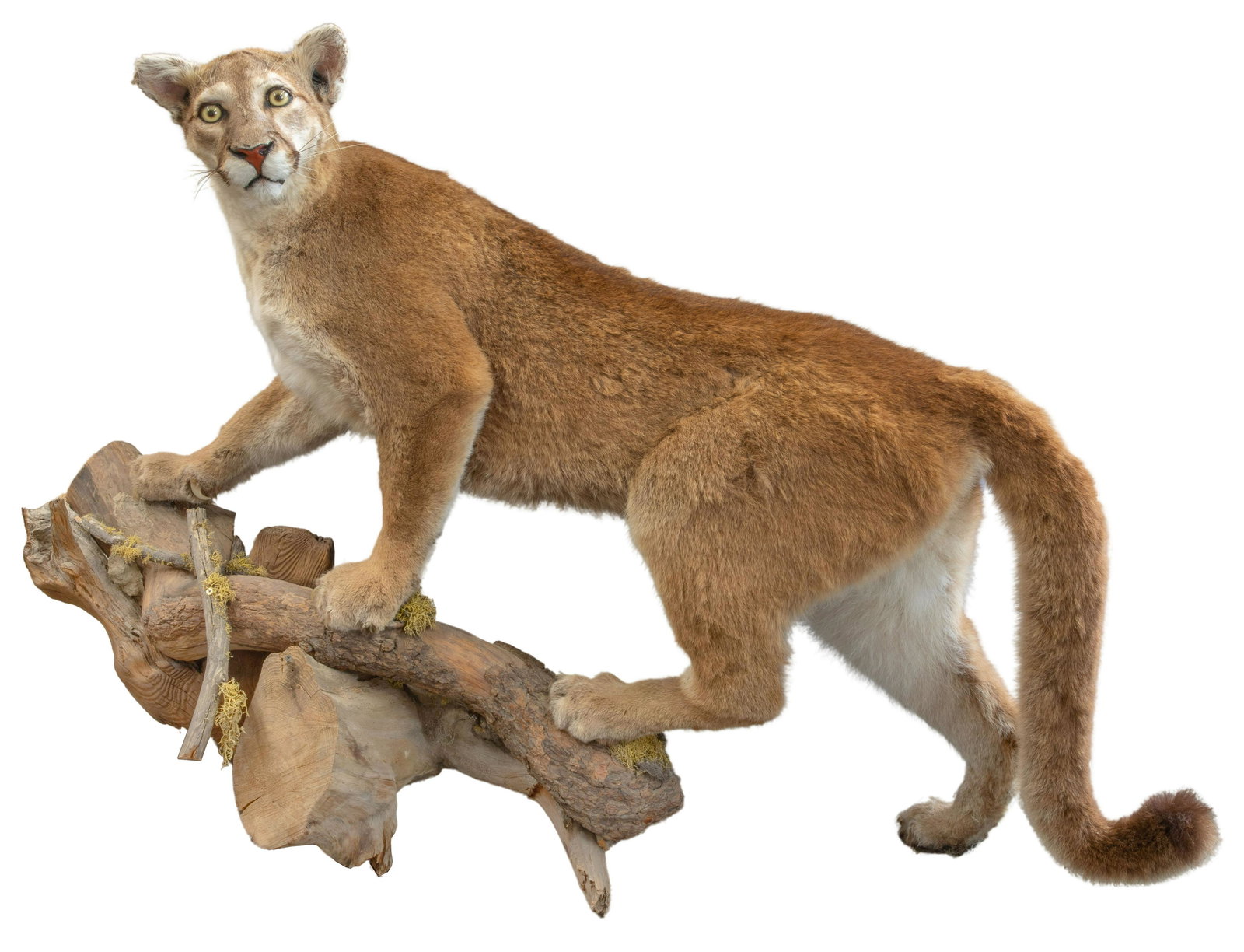 Mountain Lion Taxidermy (1 of 5)