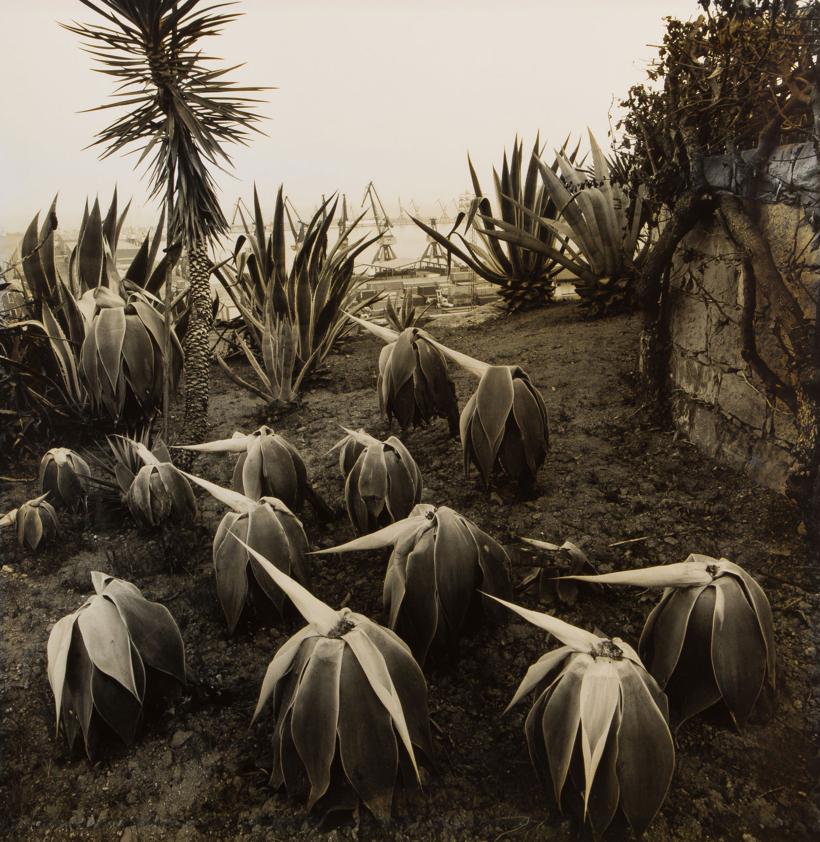 Joan Fontcuberta (Spanish, b.1955) 'Costa Llobero Garden, Barcelona' Silver Gelatin Print (1 of 3)