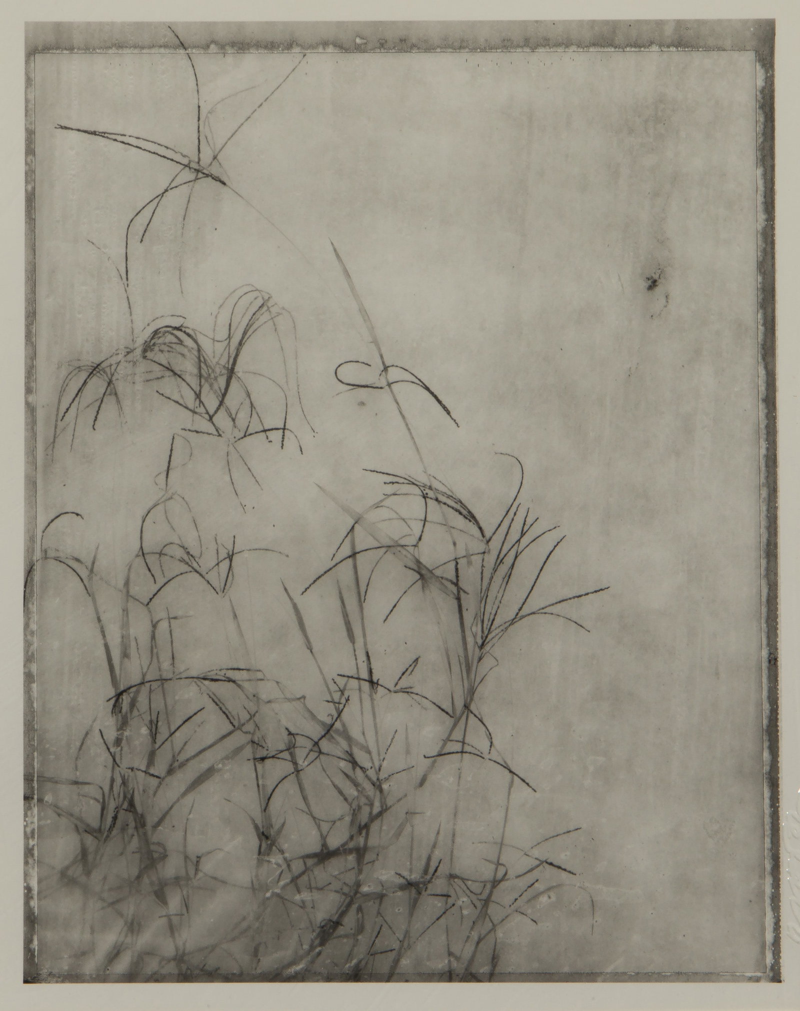 Min Byung-Hun (South Korean, b.1955) Photograph Print: Min Byung-Hun (South Korean, b.1955) Photograph Print Undated, stamp signed lower right, depicting abstract plants, in a neutral wood frame Property from: a Private Gallery, Chicago, Illinois Height: 
