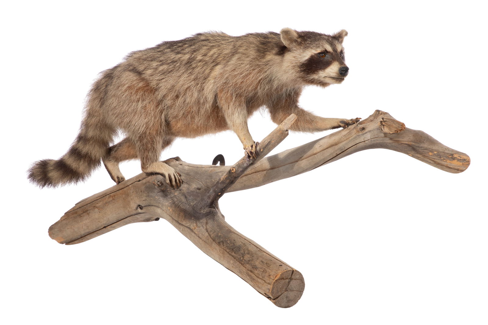 Raccoon Full Body Wall Mount (1 of 4)