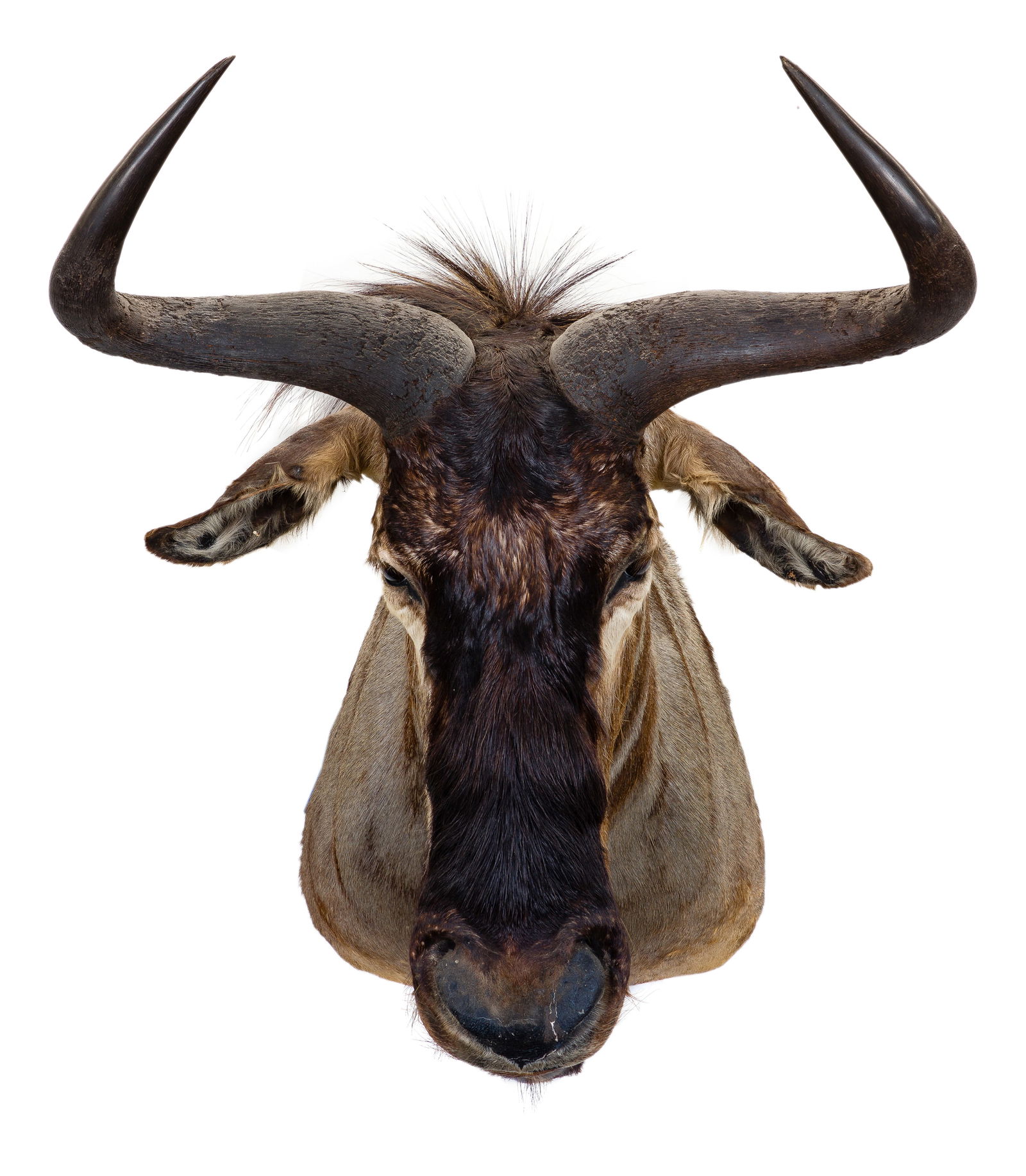 African Blue Wildebeest Shoulder Mount Taxidermy (1 of 3)