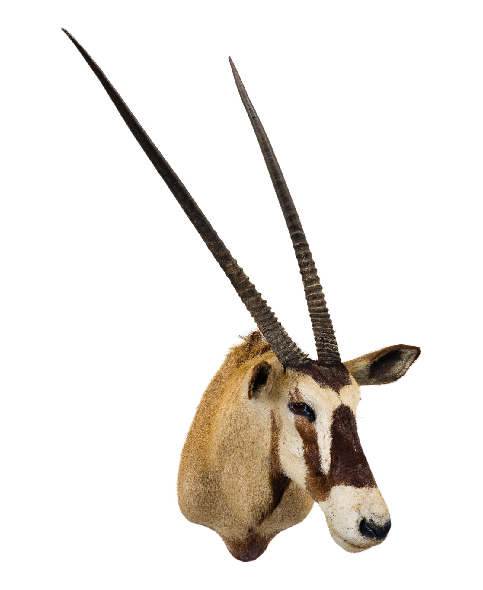 African Gemsbuck Shoulder Mount Taxidermy (1 of 3)
