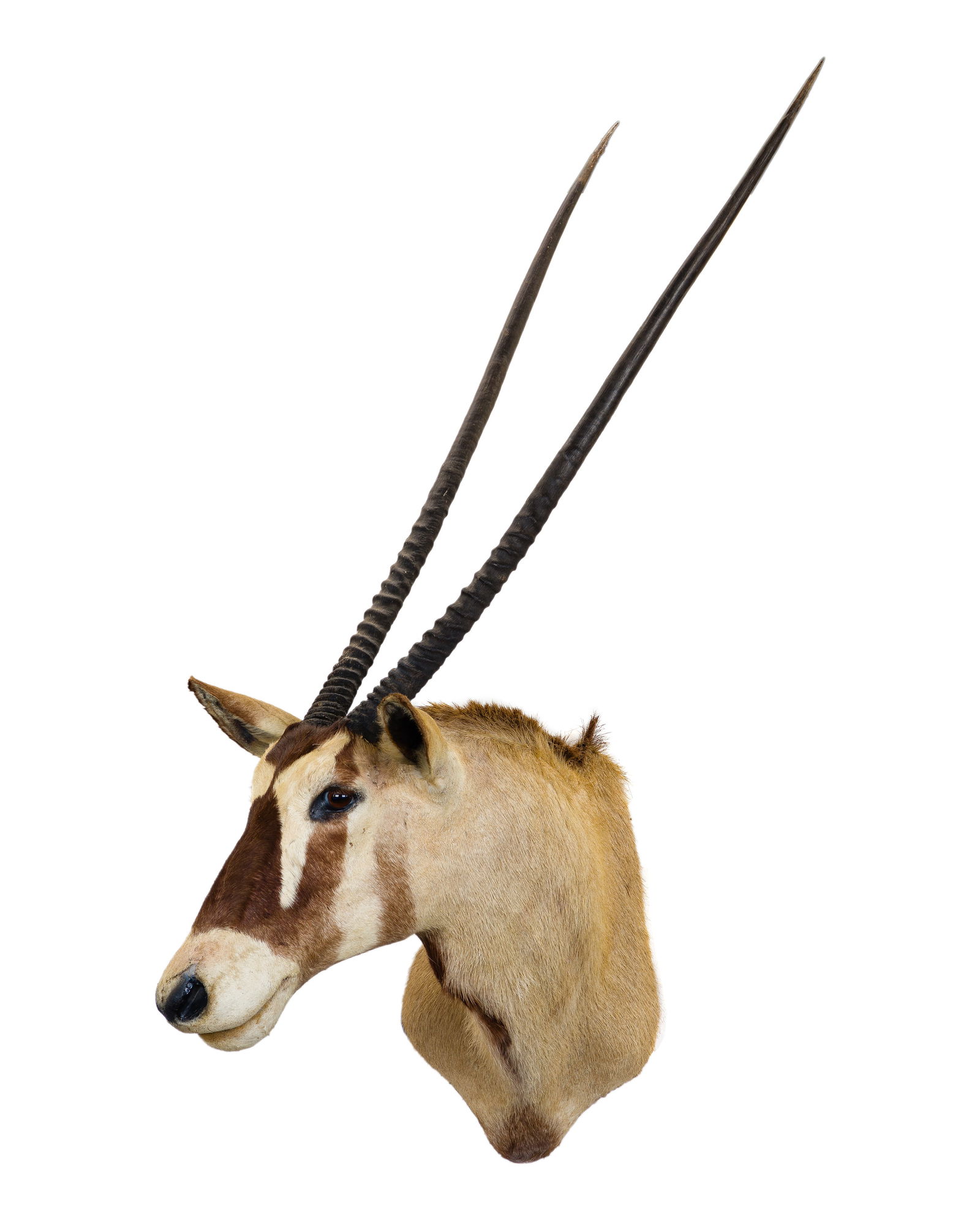 African Gemsbuck Shoulder Mount Taxidermy (1 of 3)