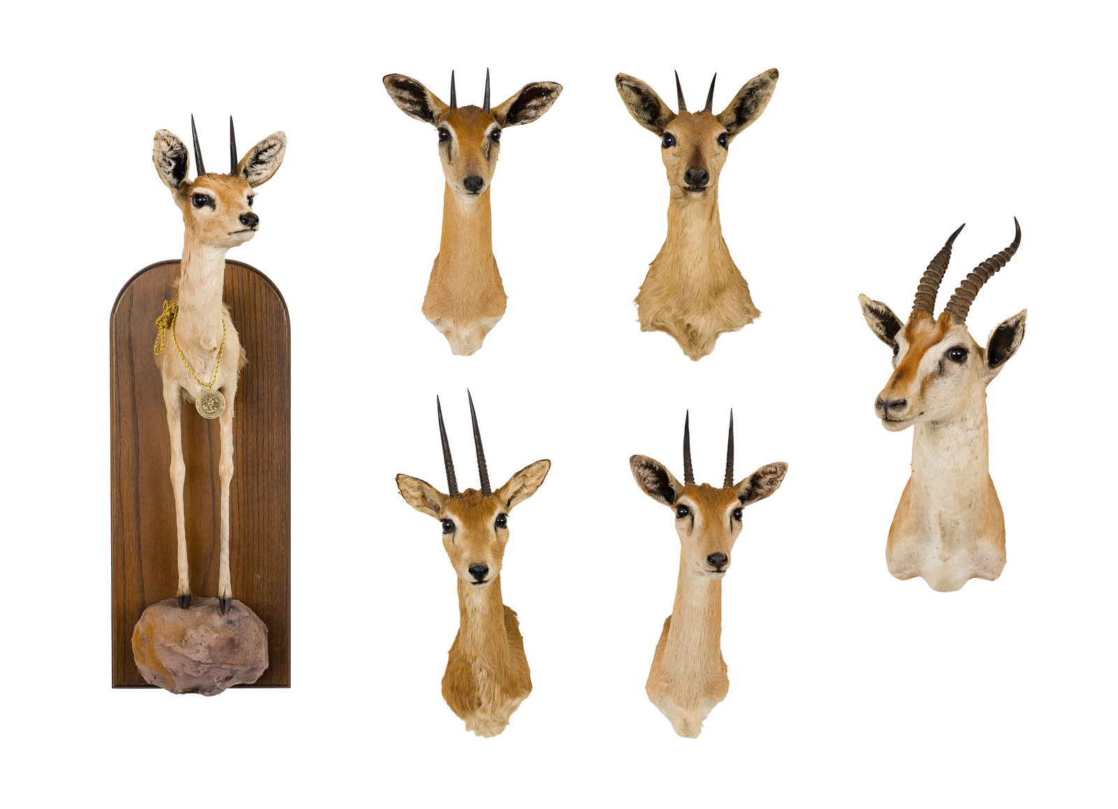 African Horned Shoulder Mount Taxidermy Assortment (1 of 3)