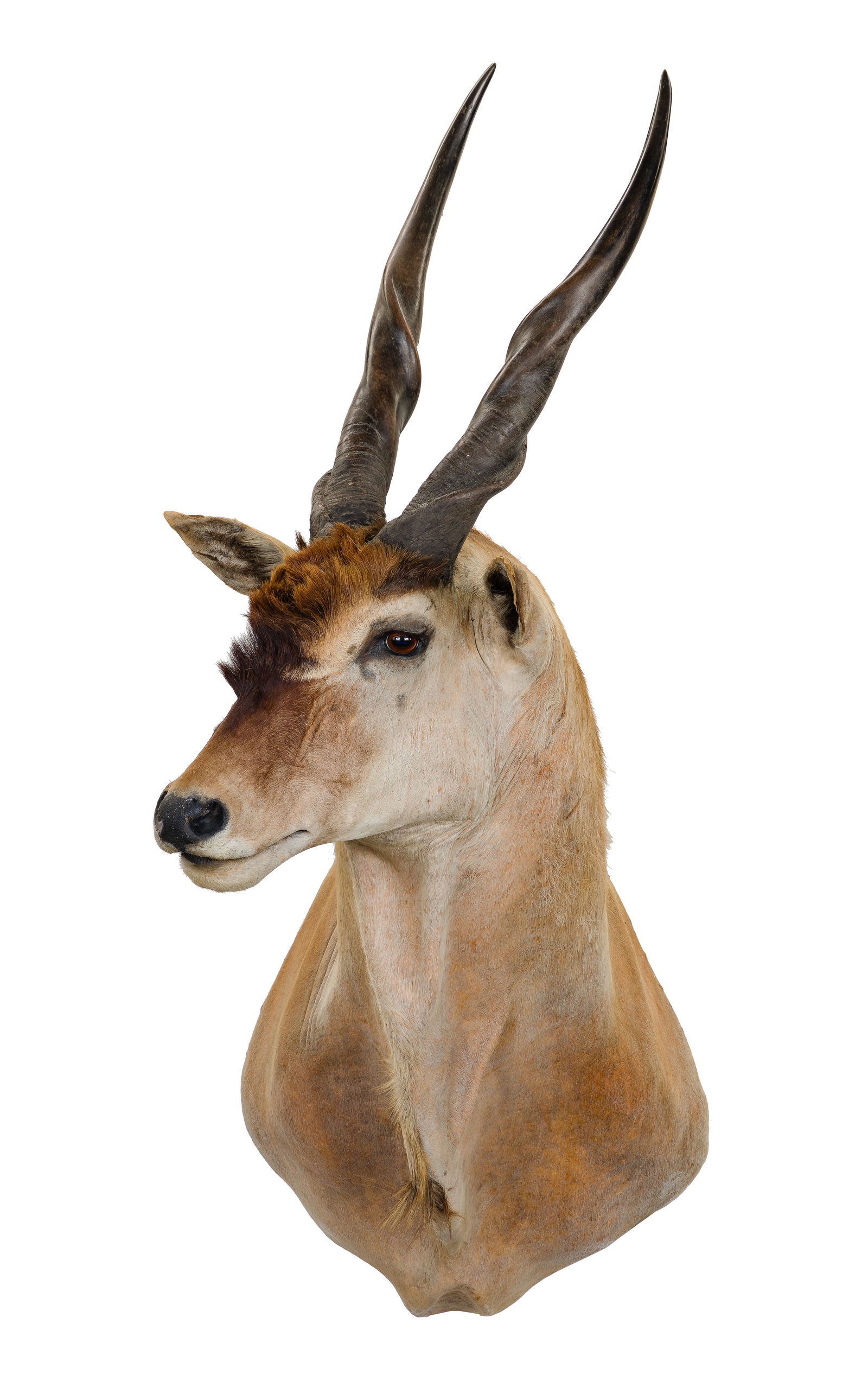 African Livingstone's Eland Shoulder Mount Taxidermy (1 of 3)