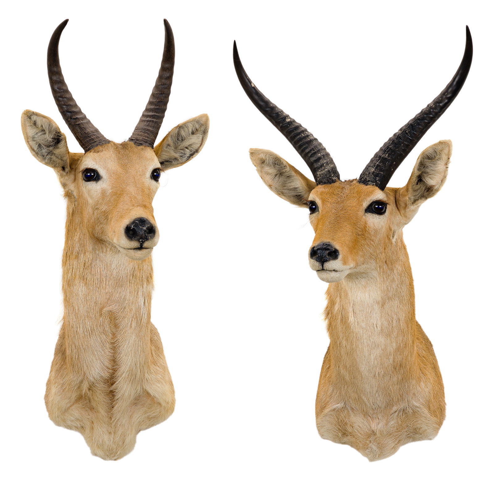African Reedbuck Shoulder Mount Taxidermy (1 of 3)