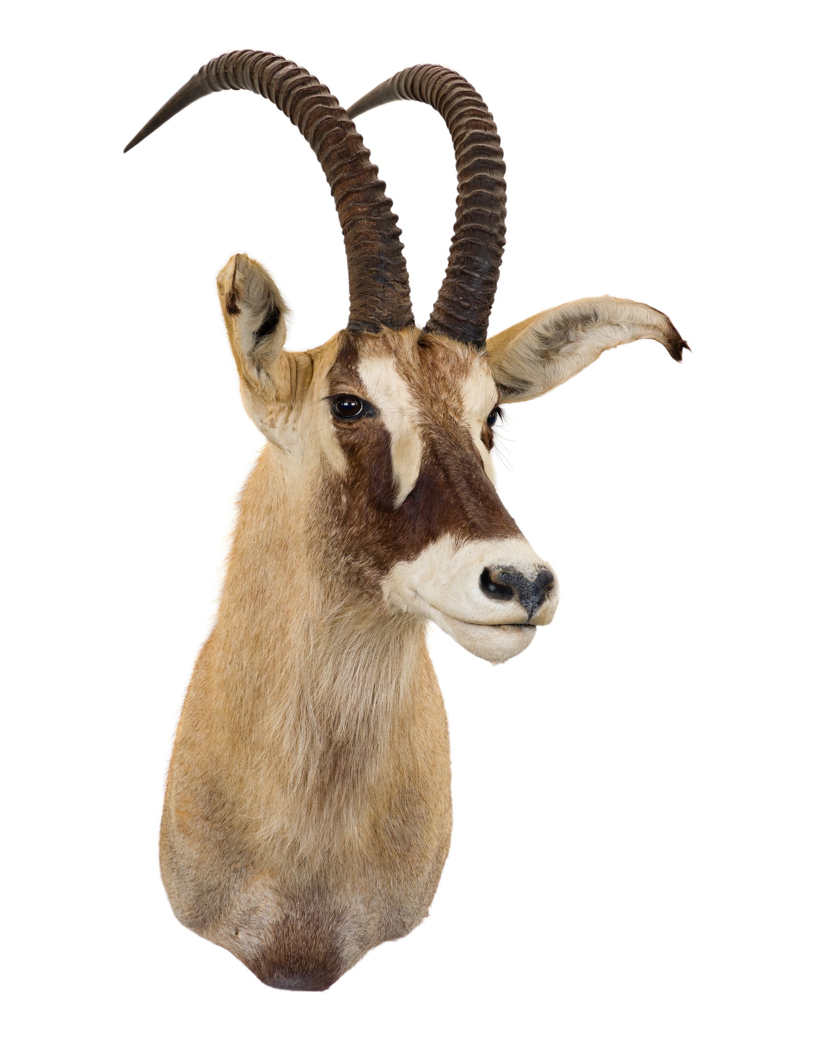 African Roan Shoulder Mount Taxidermy (1 of 3)