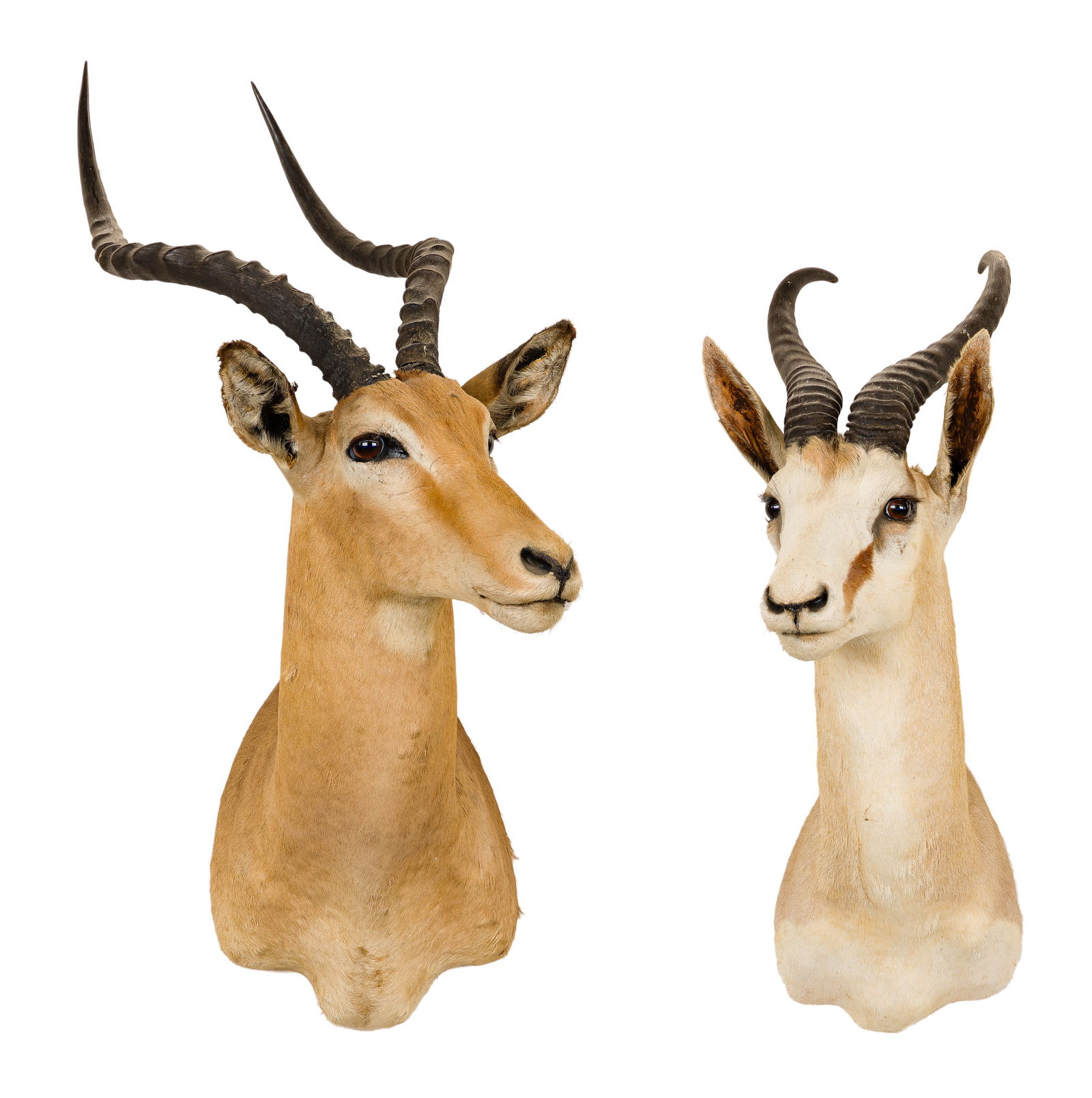 African Springbok and Impala Shoulder Mount Taxidermy (1 of 3)
