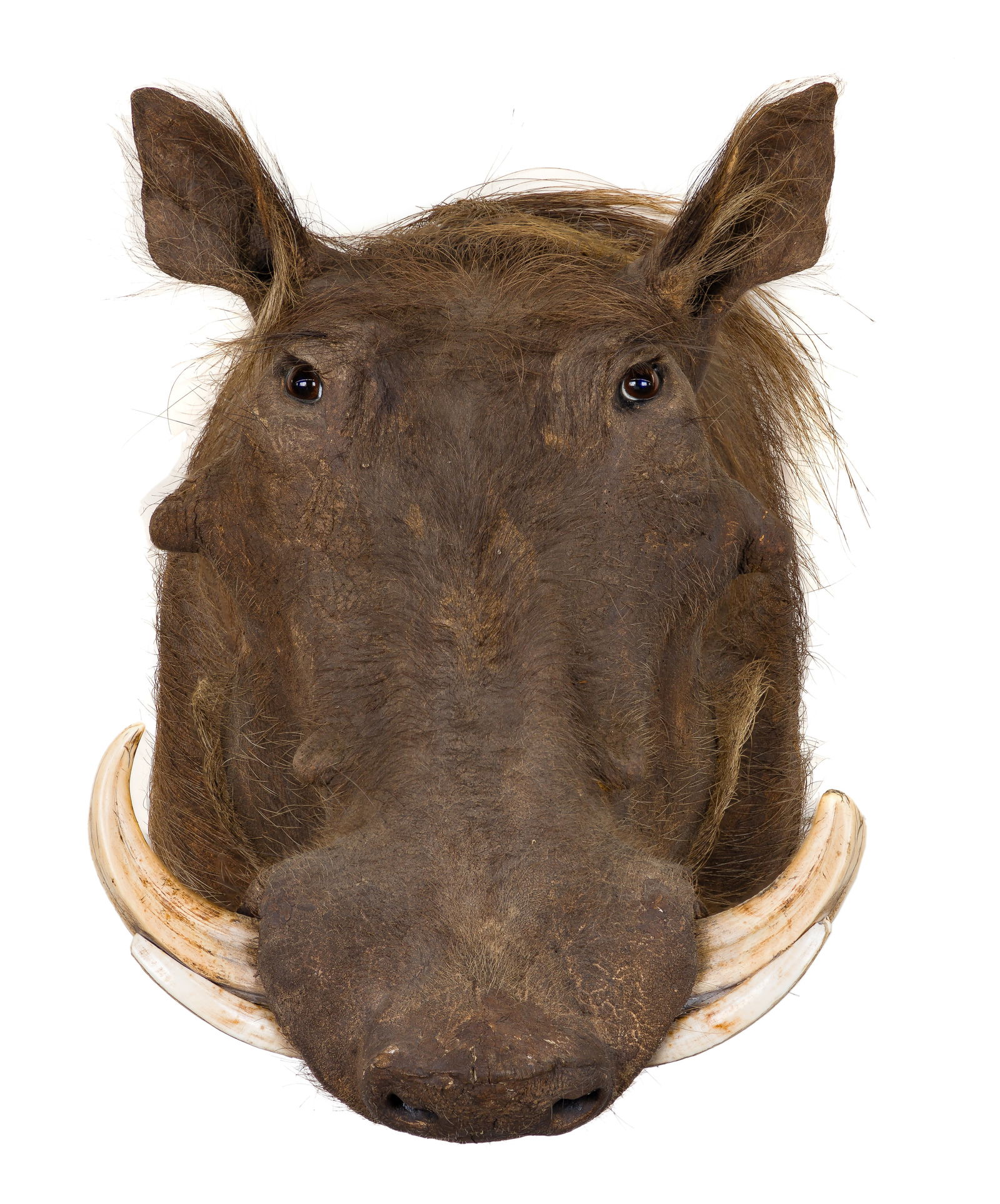 African Warthog Shoulder Mount Taxidermy (1 of 3)