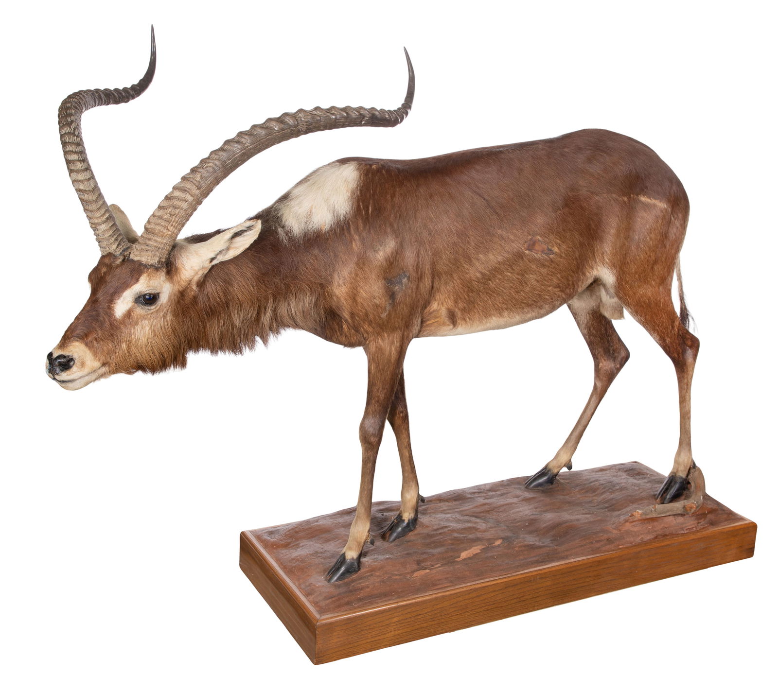 African Nile Lechwe Full Mount Taxidermy (1 of 3)