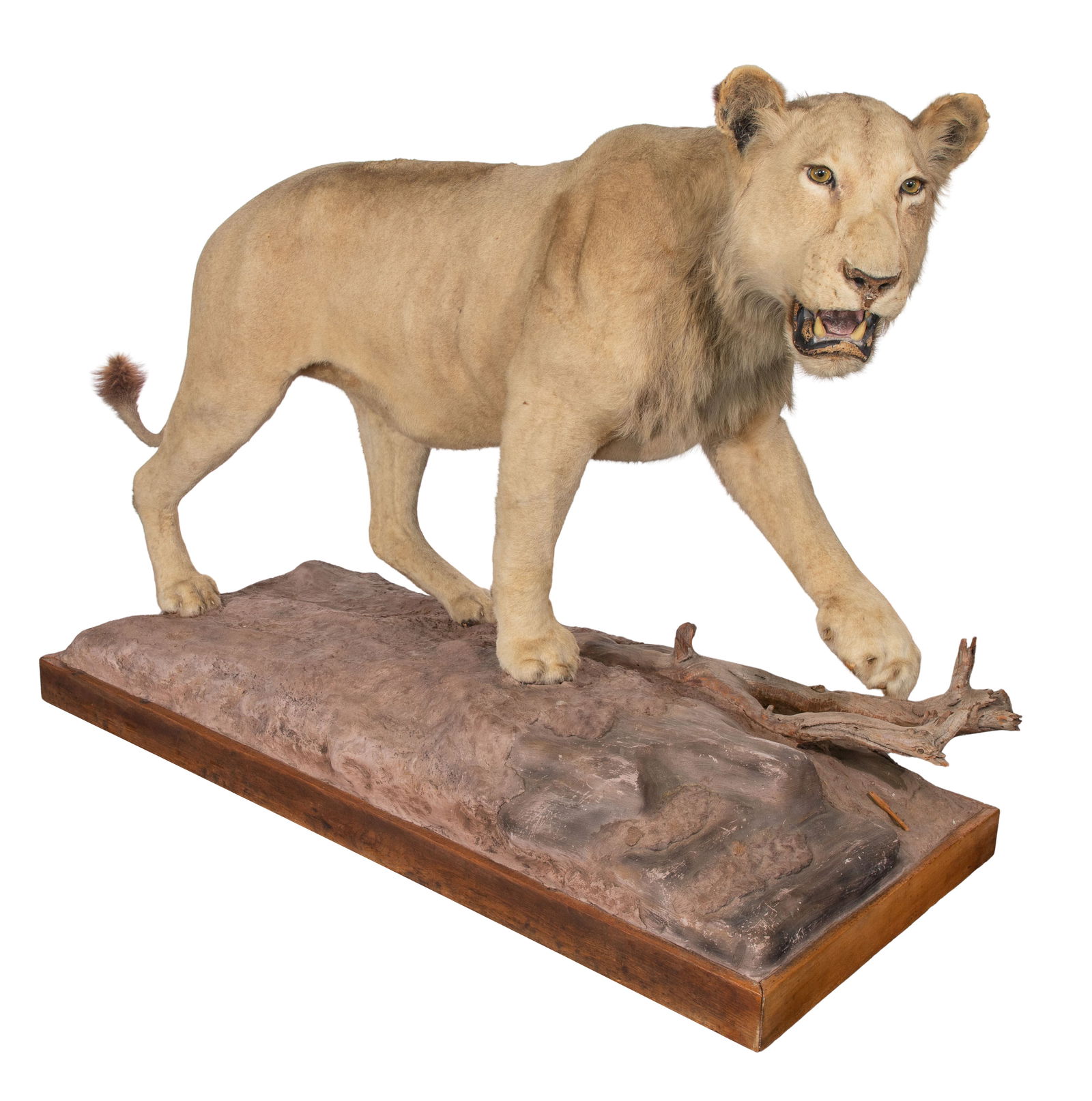 African Lion Full Mount Taxidermy (1 of 2)