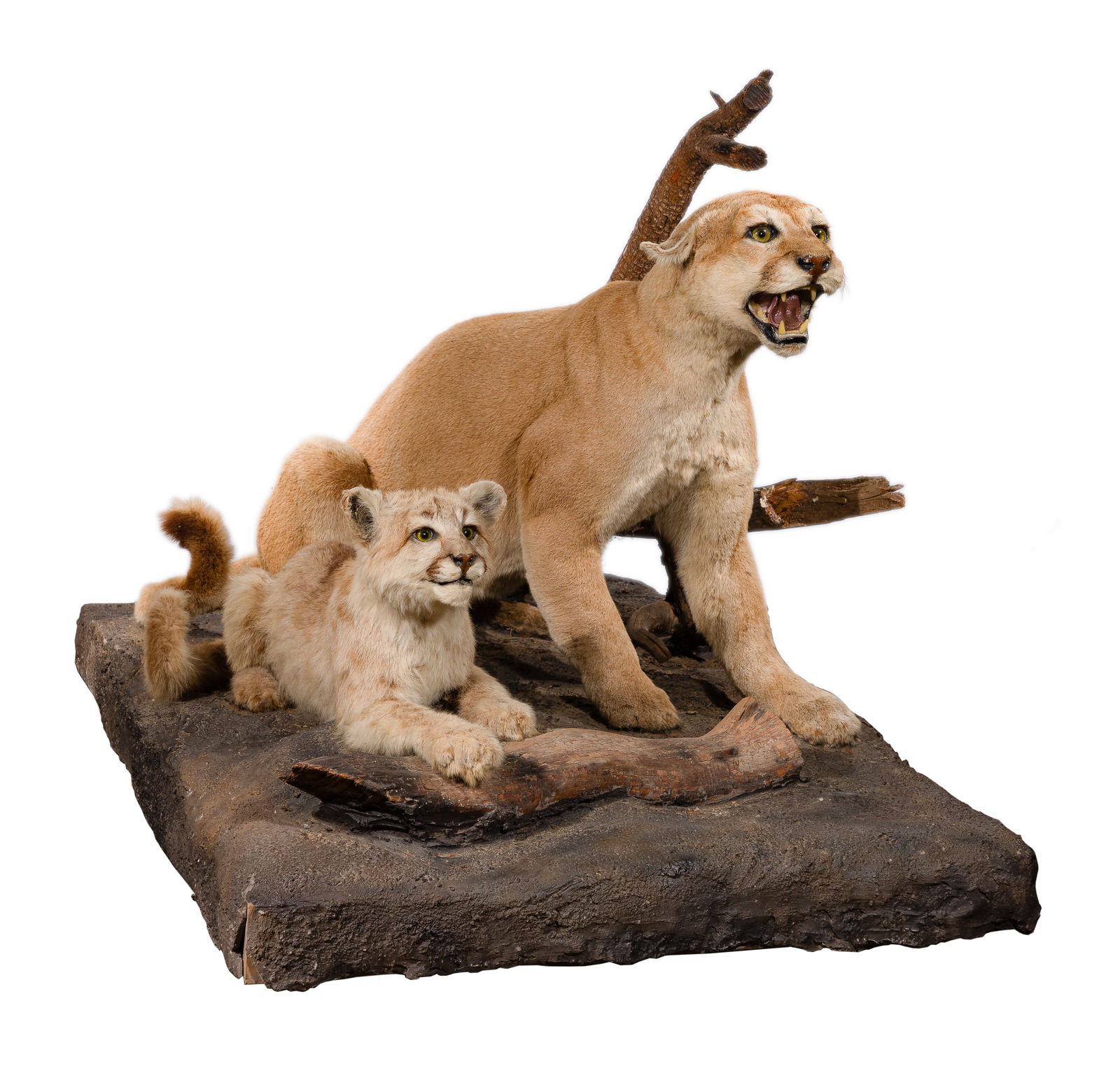 American Mountain Lion and Cub Full Mount Taxidermy (1 of 6)
