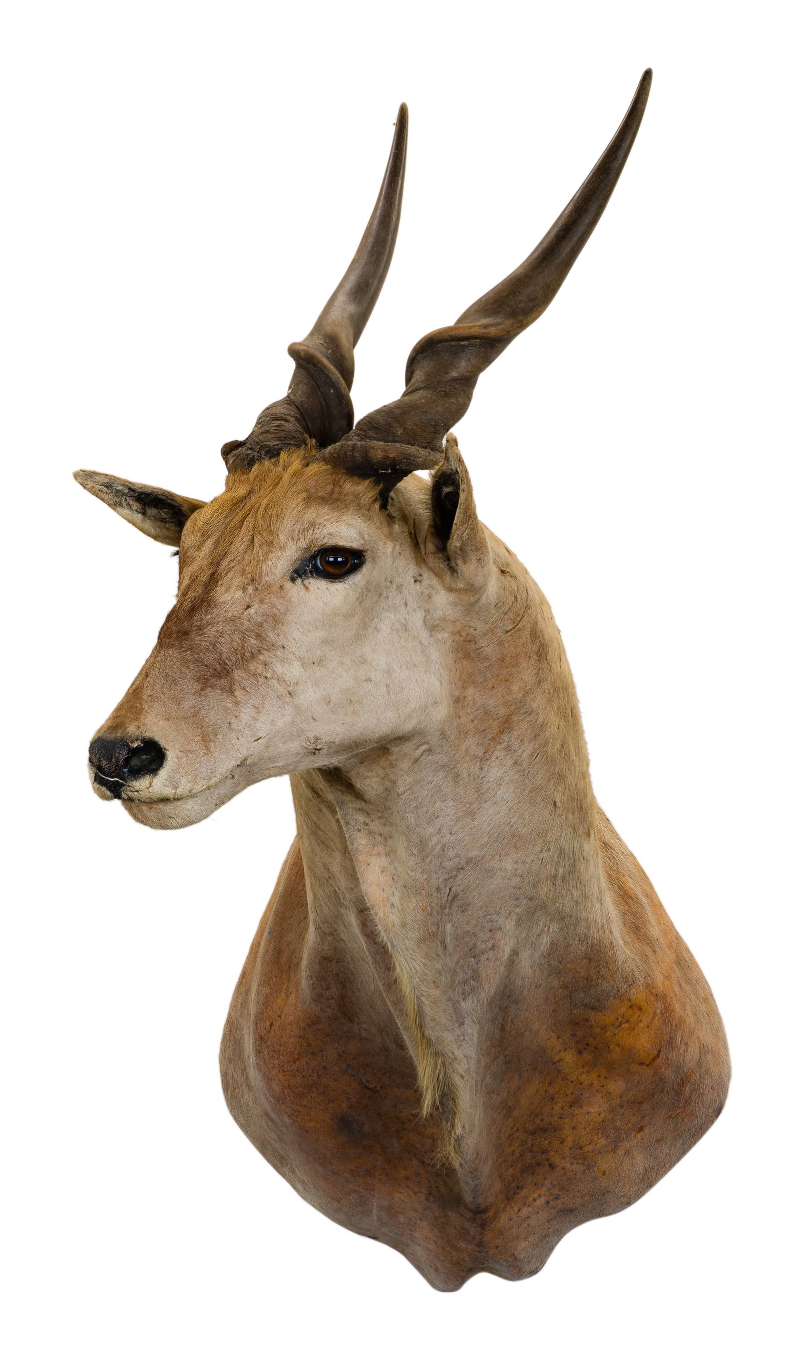 African Livingstone's Eland Shoulder Mount Taxidermy (1 of 3)