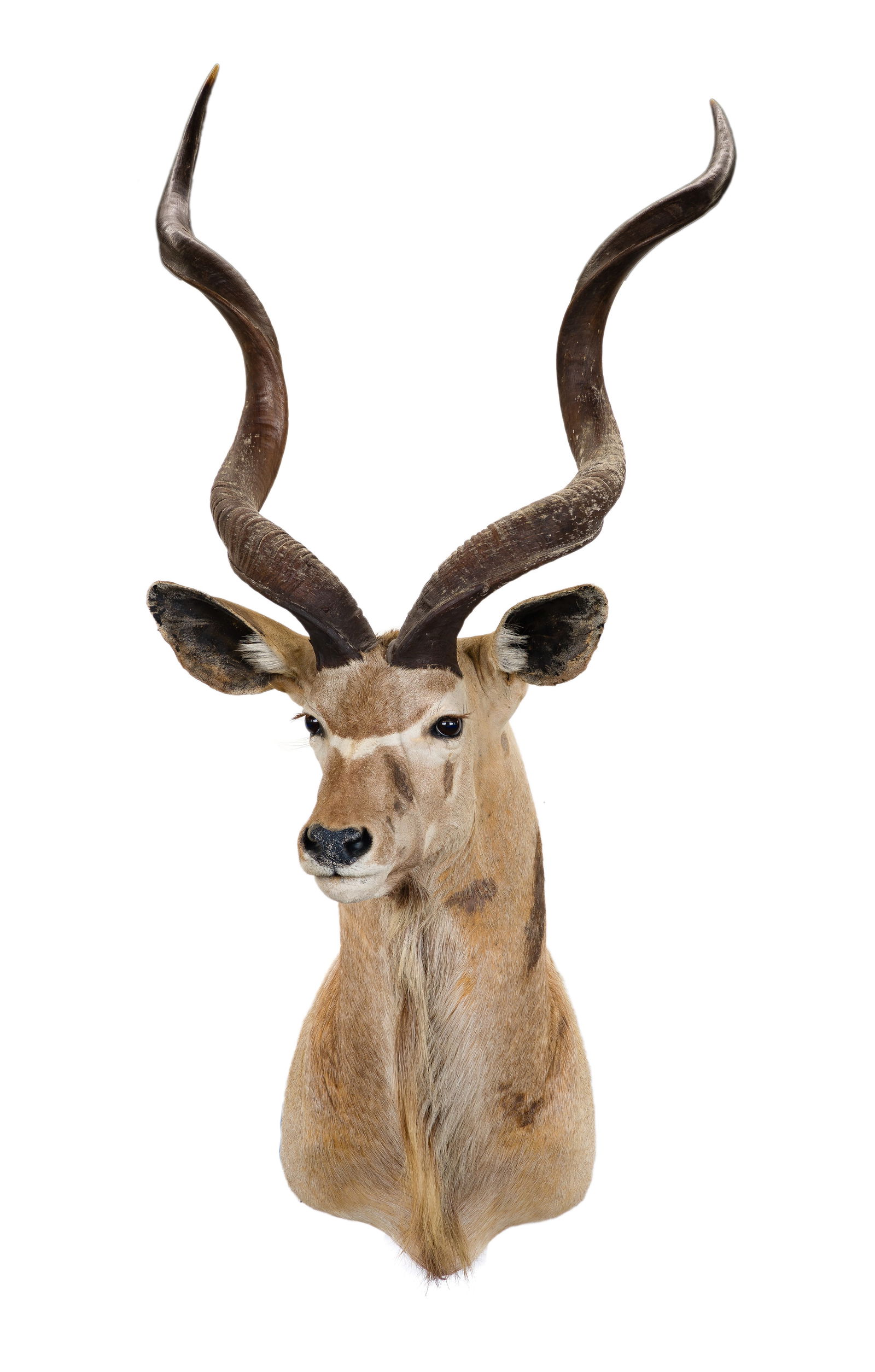 African Greater Kudu Shoulder Mount Taxidermy (1 of 3)