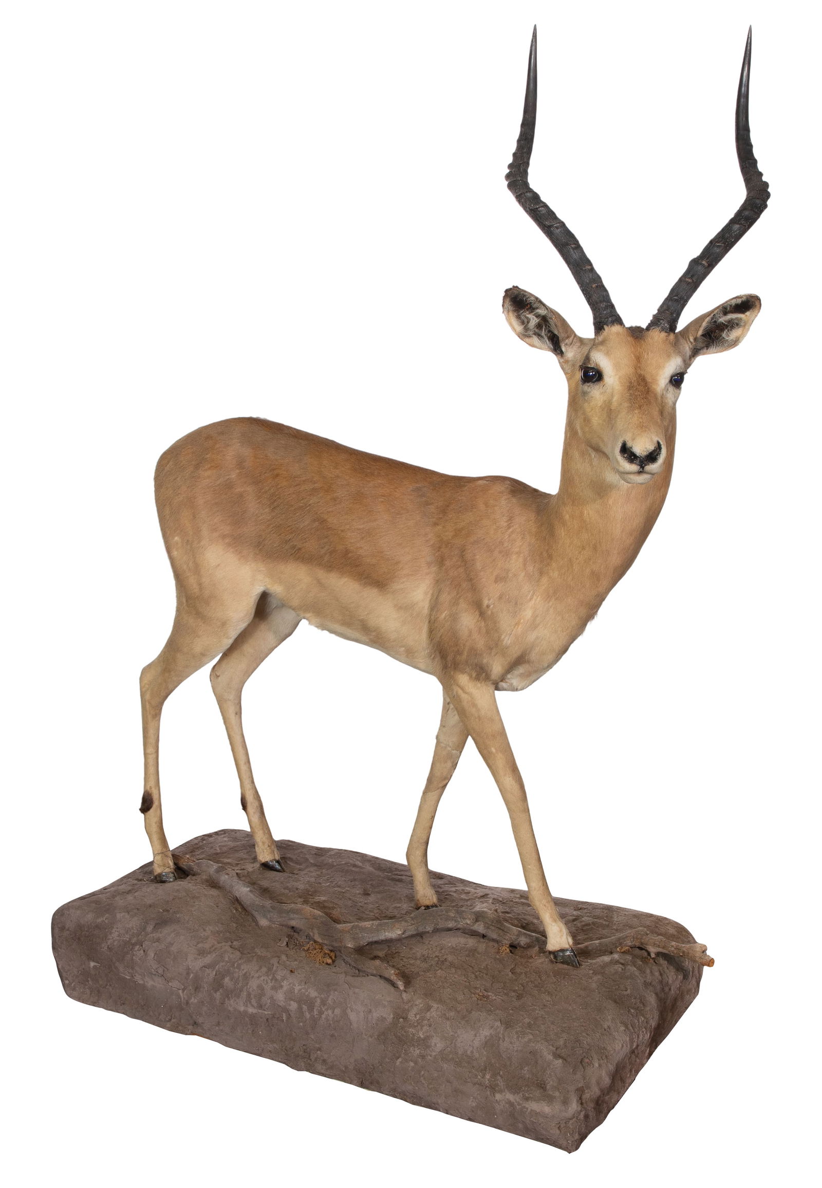 African Impala Full Mount Taxidermy (1 of 3)