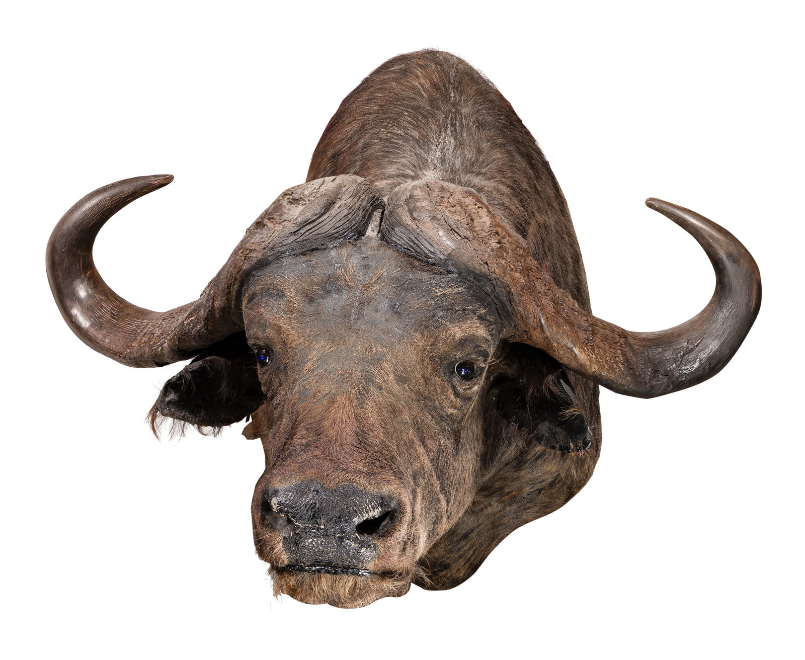 African Cape Buffalo Shoulder Mount Taxidermy (1 of 5)