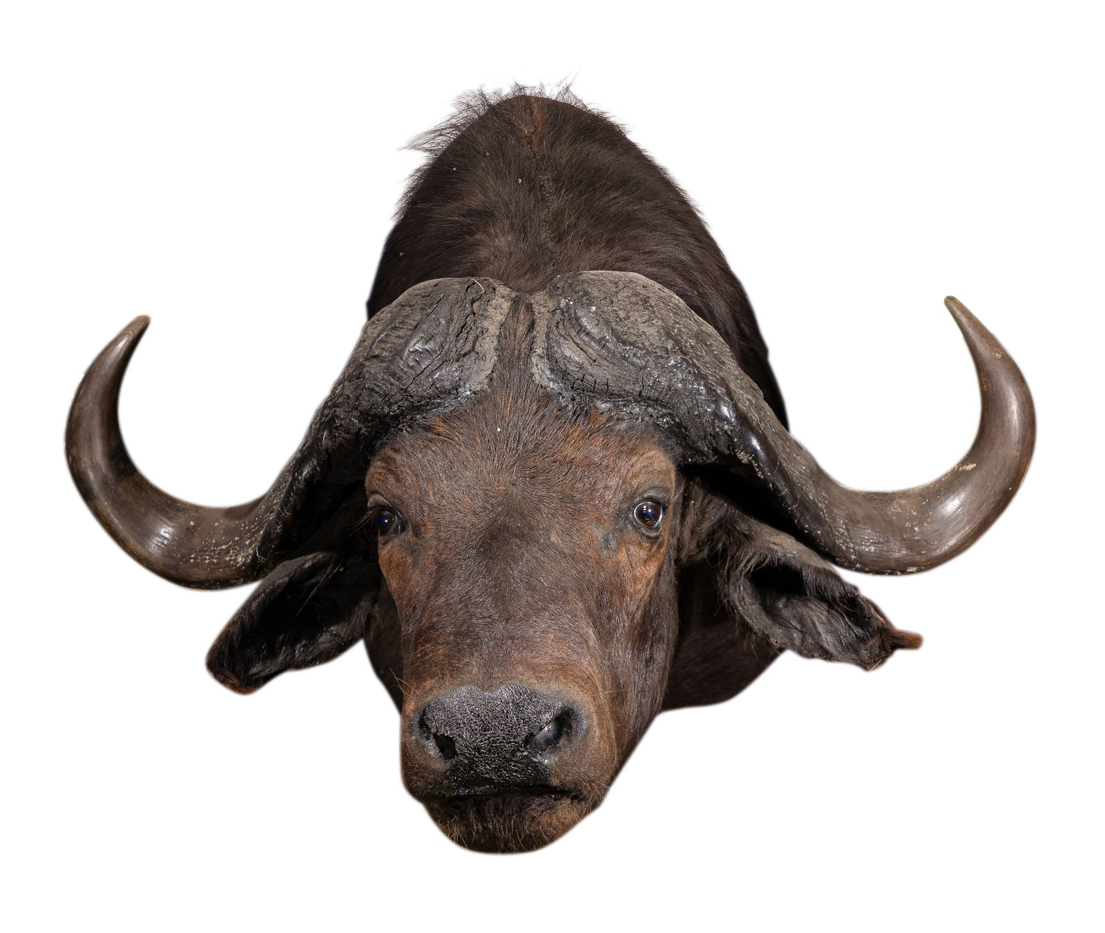 African Cape Buffalo Shoulder Mount Taxidermy (1 of 5)