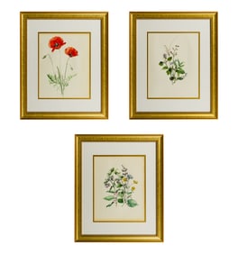 Mary Warner (American,1860-1950) Watercolor Assortment