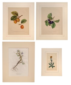 Hand-colored Botanical Print Assortment