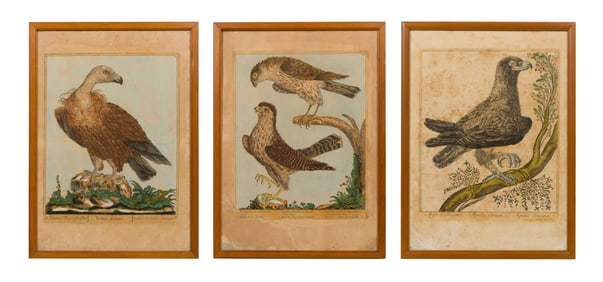 Maddalena Bouchard (Italian, fl.1772-1793) 'Le Vauteur Fauve' Engraving Assortment