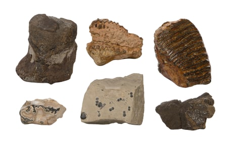 Woolly Mammoth Tooth and Fossil Assortment