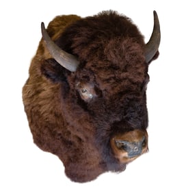 Buffalo Head Mount Taxidermy
